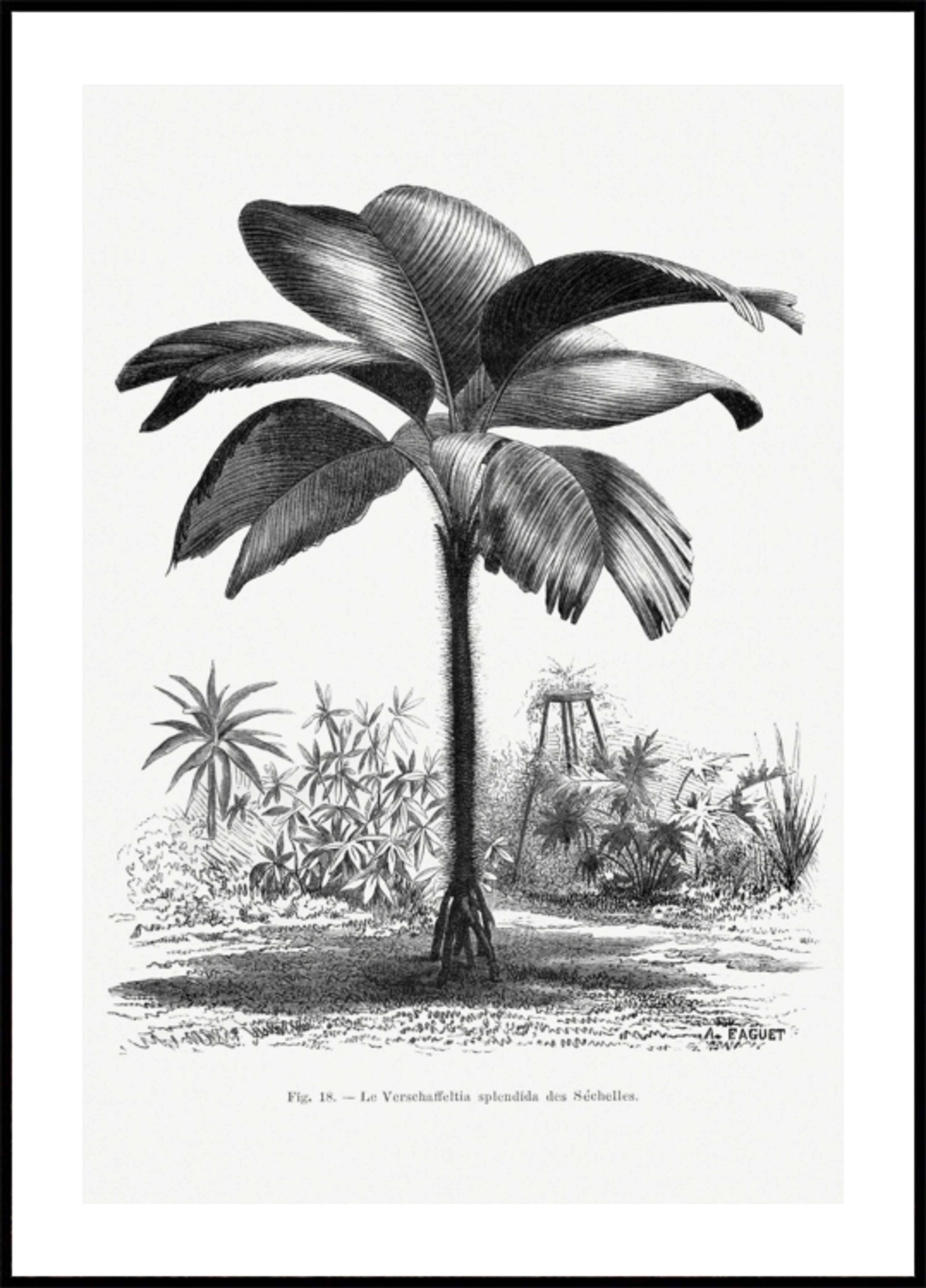 Dibujo De Palmera Vintage Iii