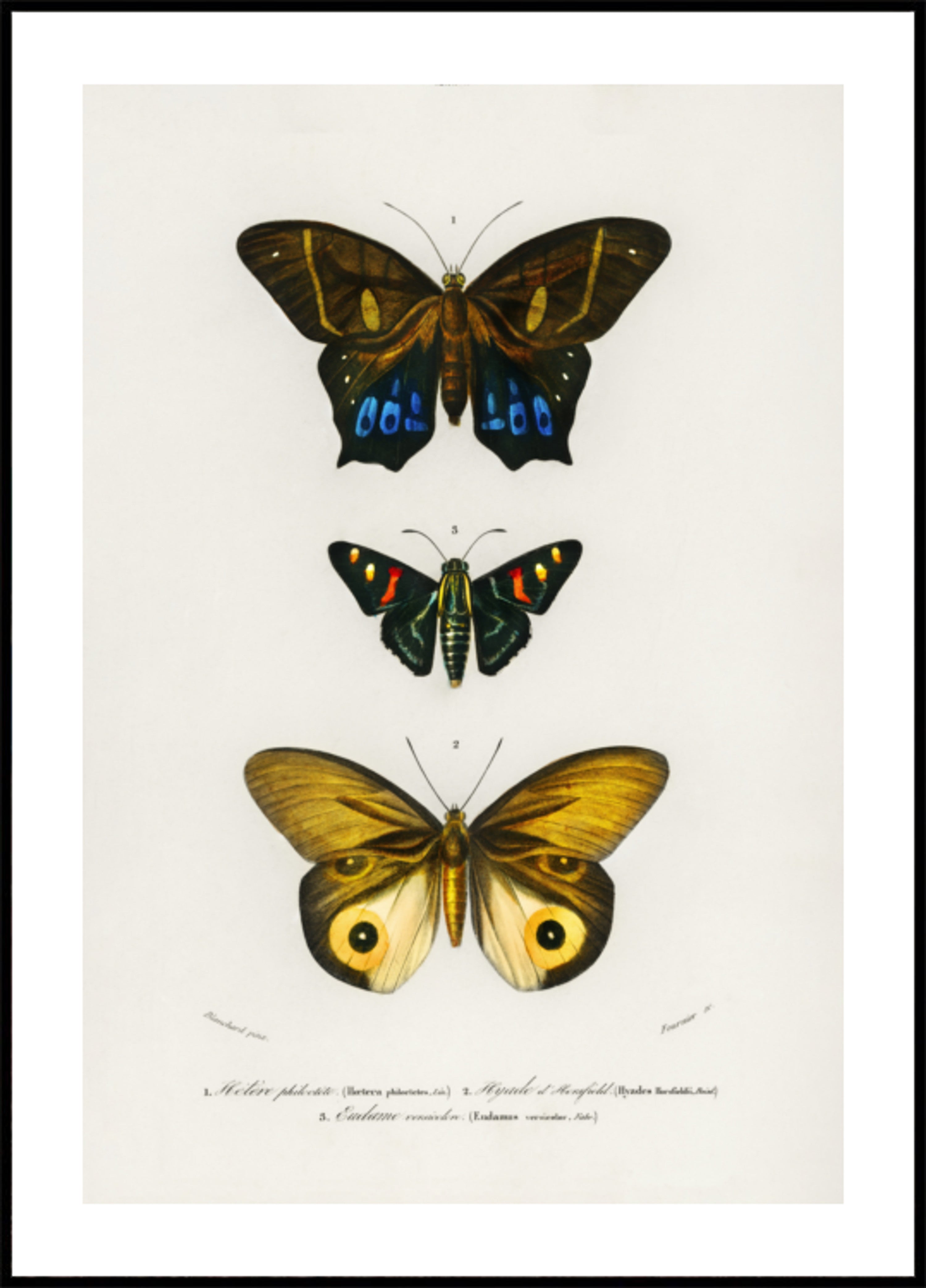 Diferentes tipos de mariposas III