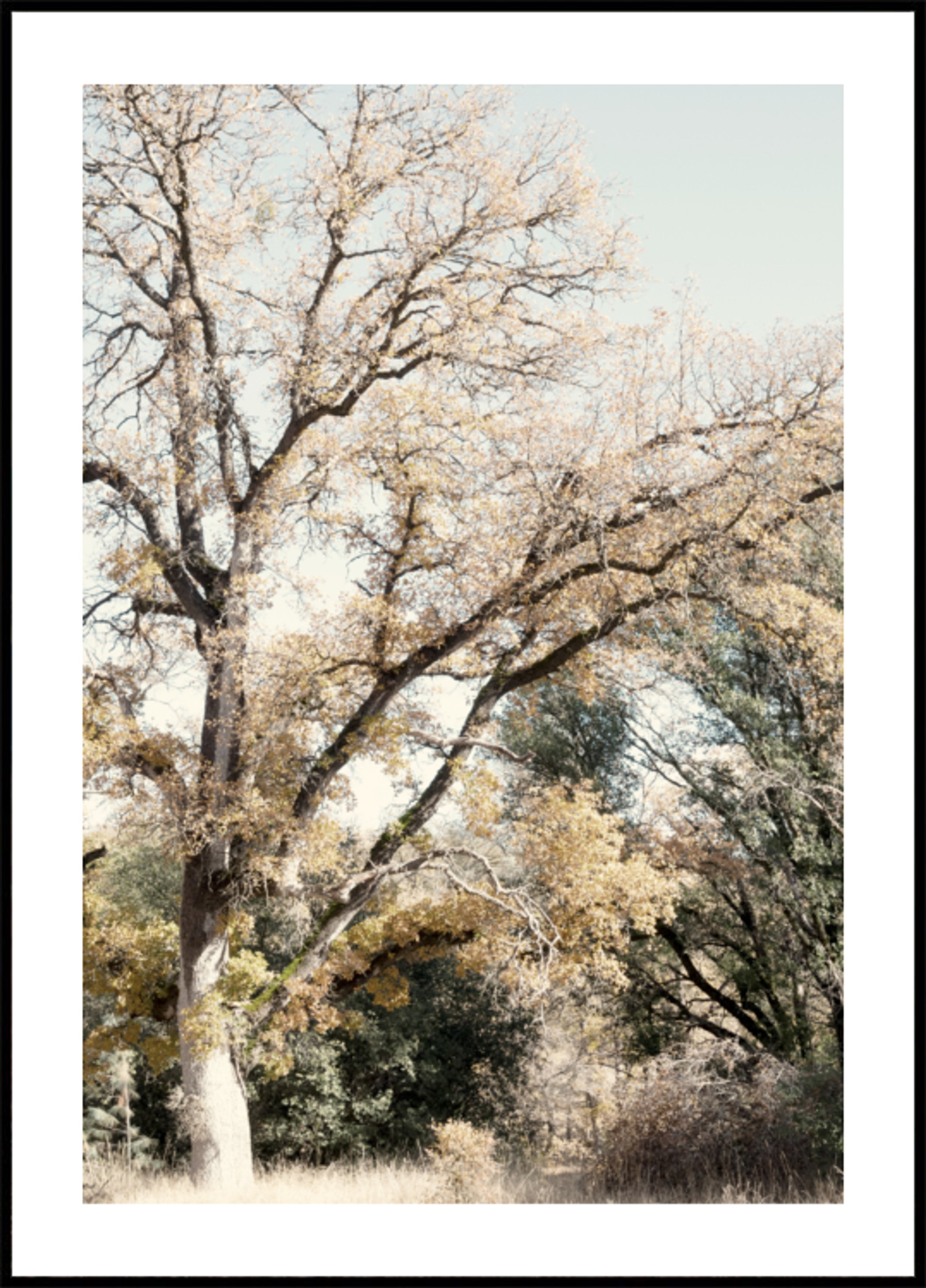 Bosque dorado de otoño