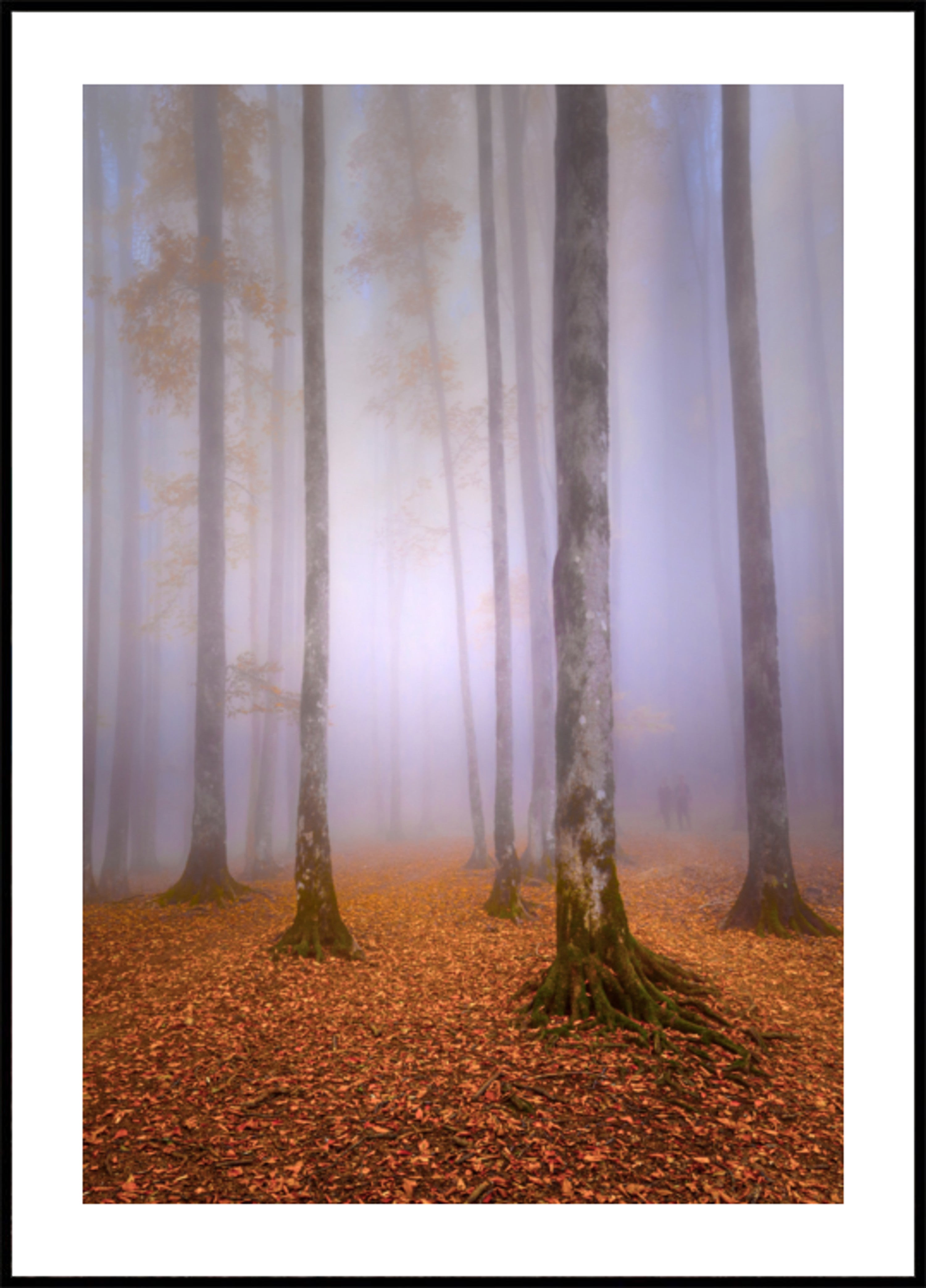 Bosque brumoso de otoño
