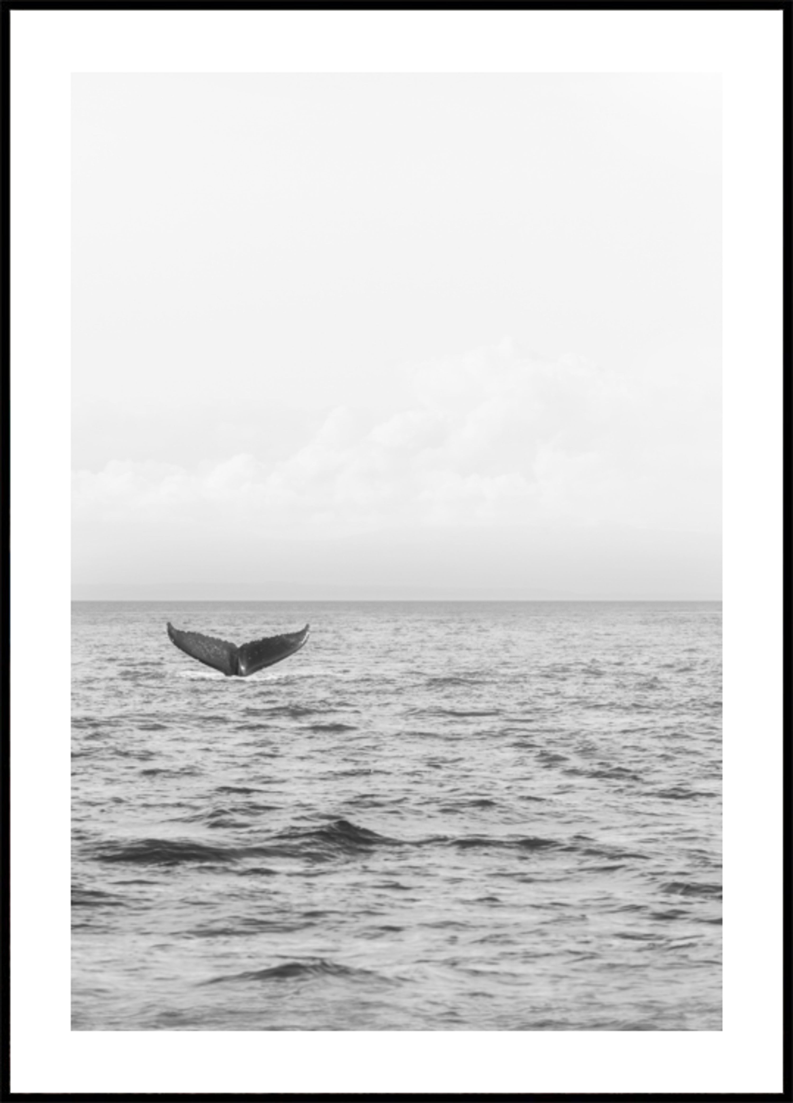Cola de ballena oceánica