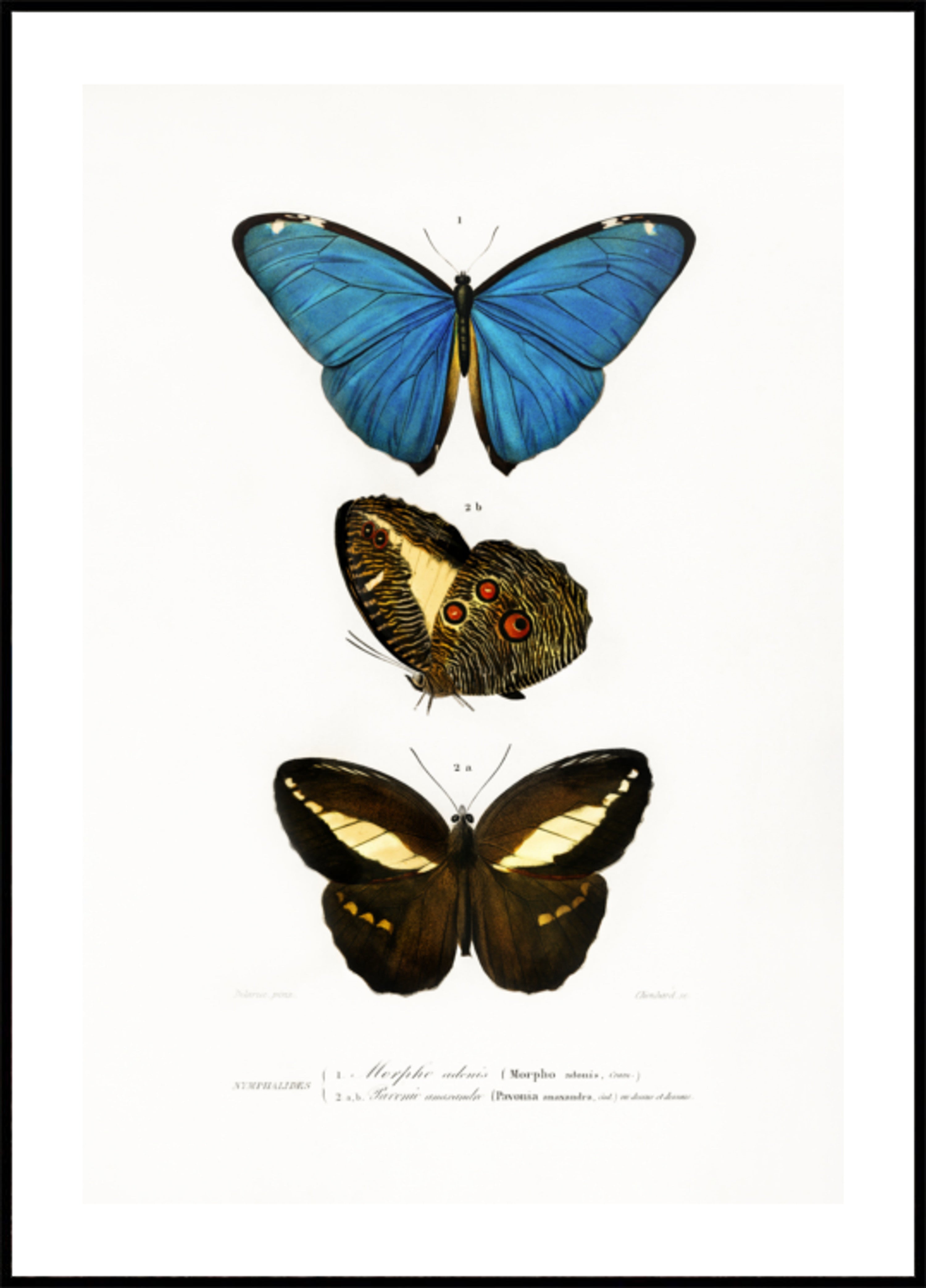 Diferentes tipos de mariposas II