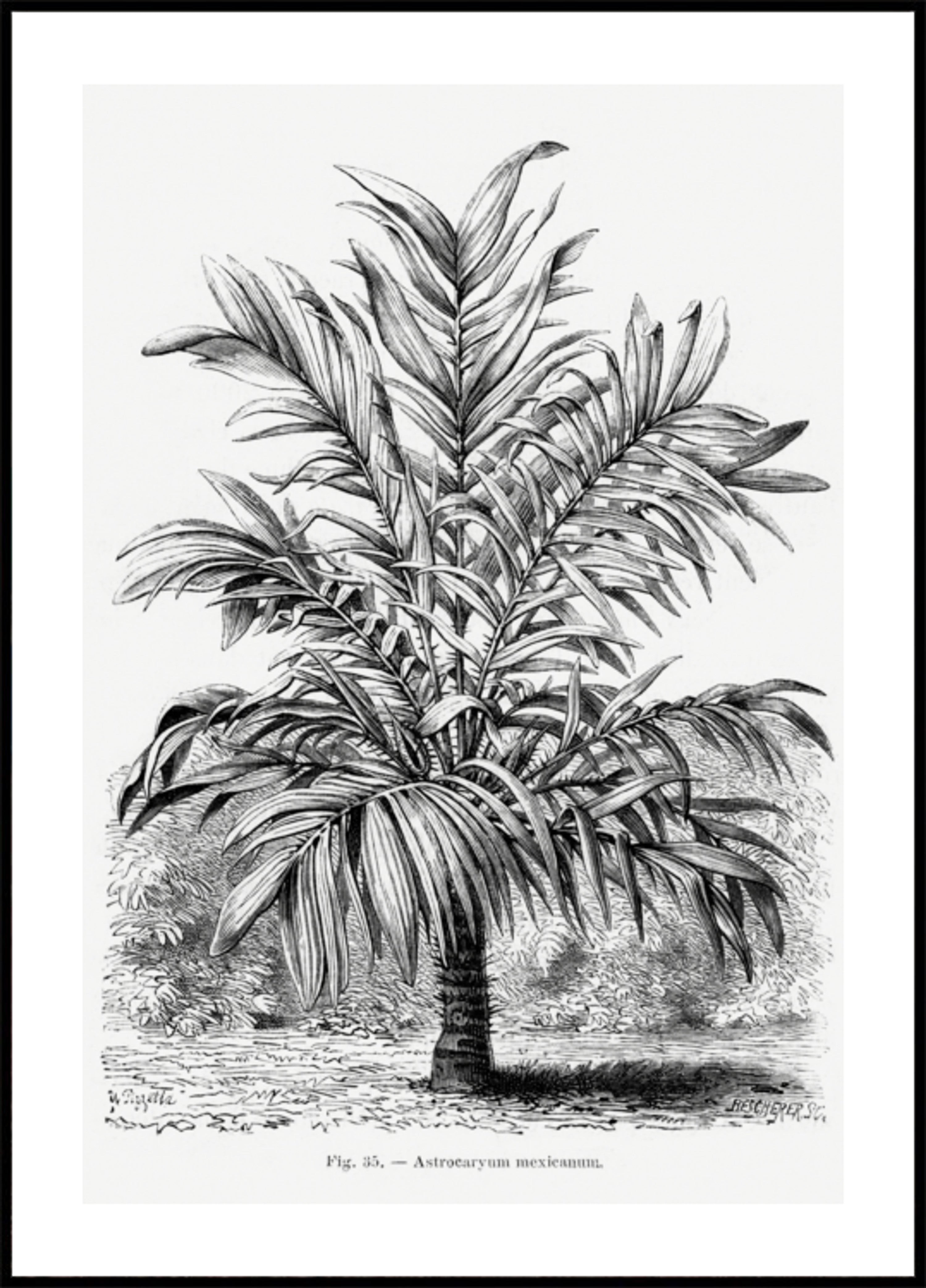 Dibujo De Palmera Vintage Ix