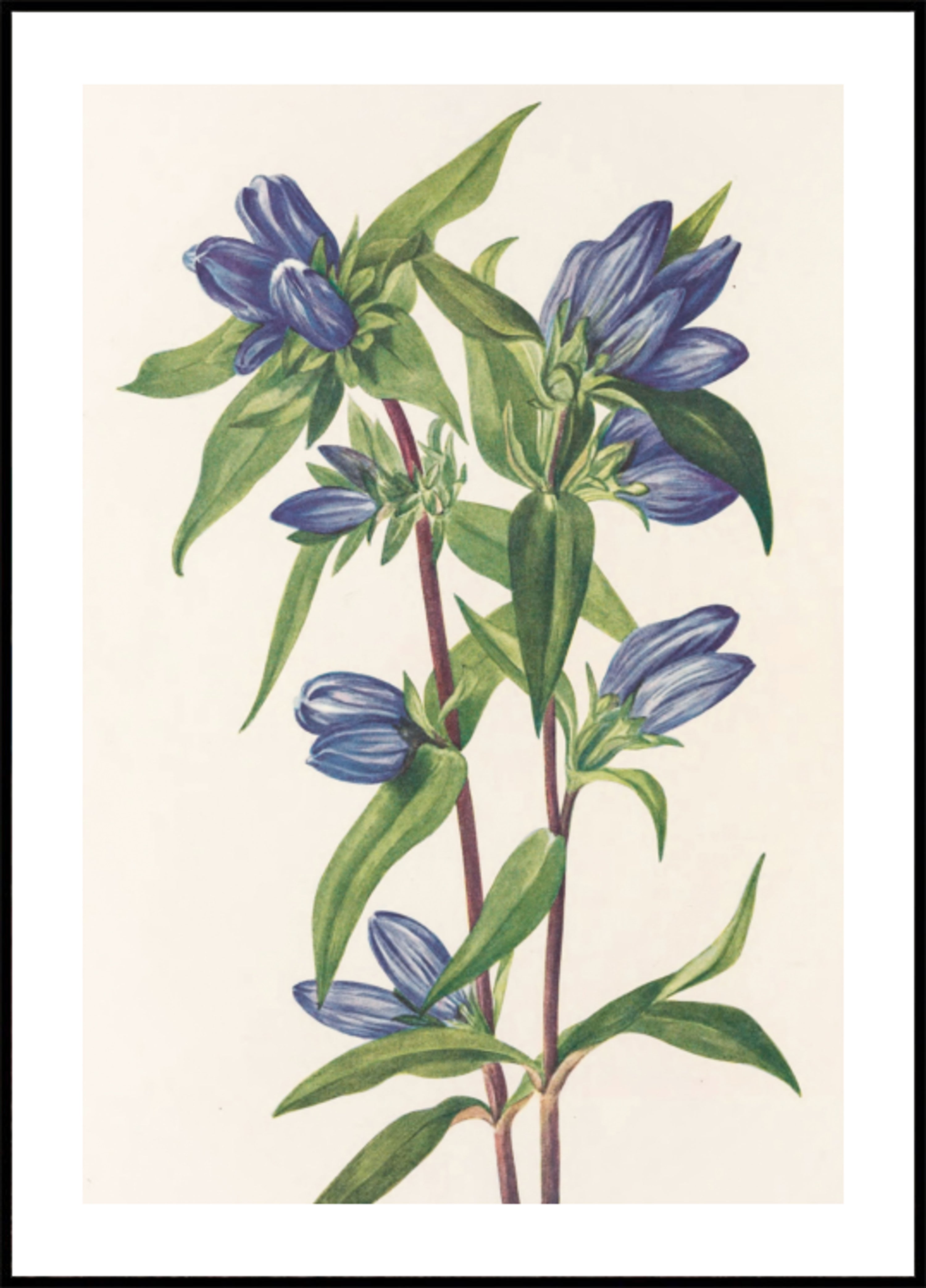 Botella de genciana de flores silvestres de América del Norte (1925) de Mary Vaux Walcott