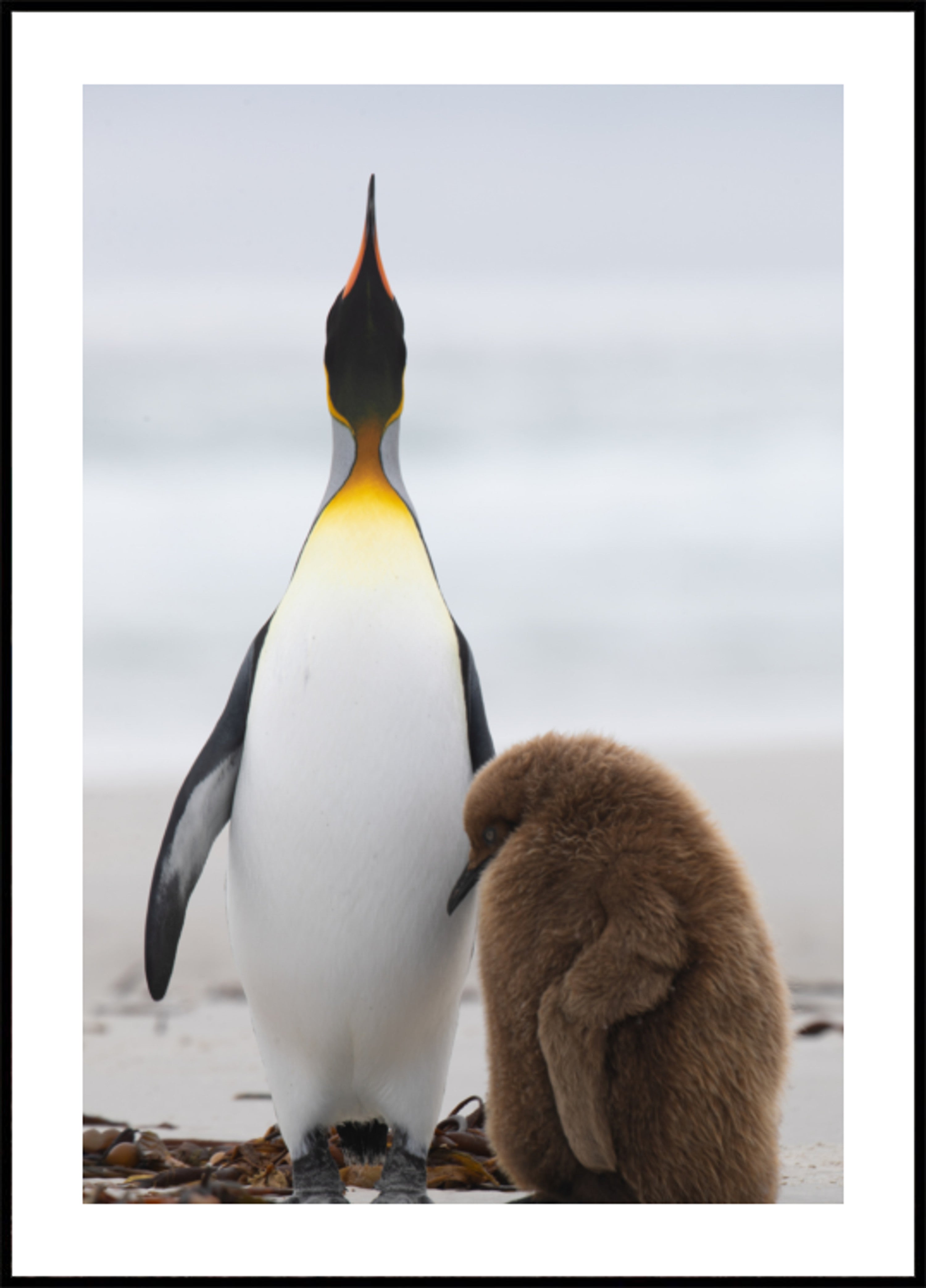 Familia de pingüinos en la playa