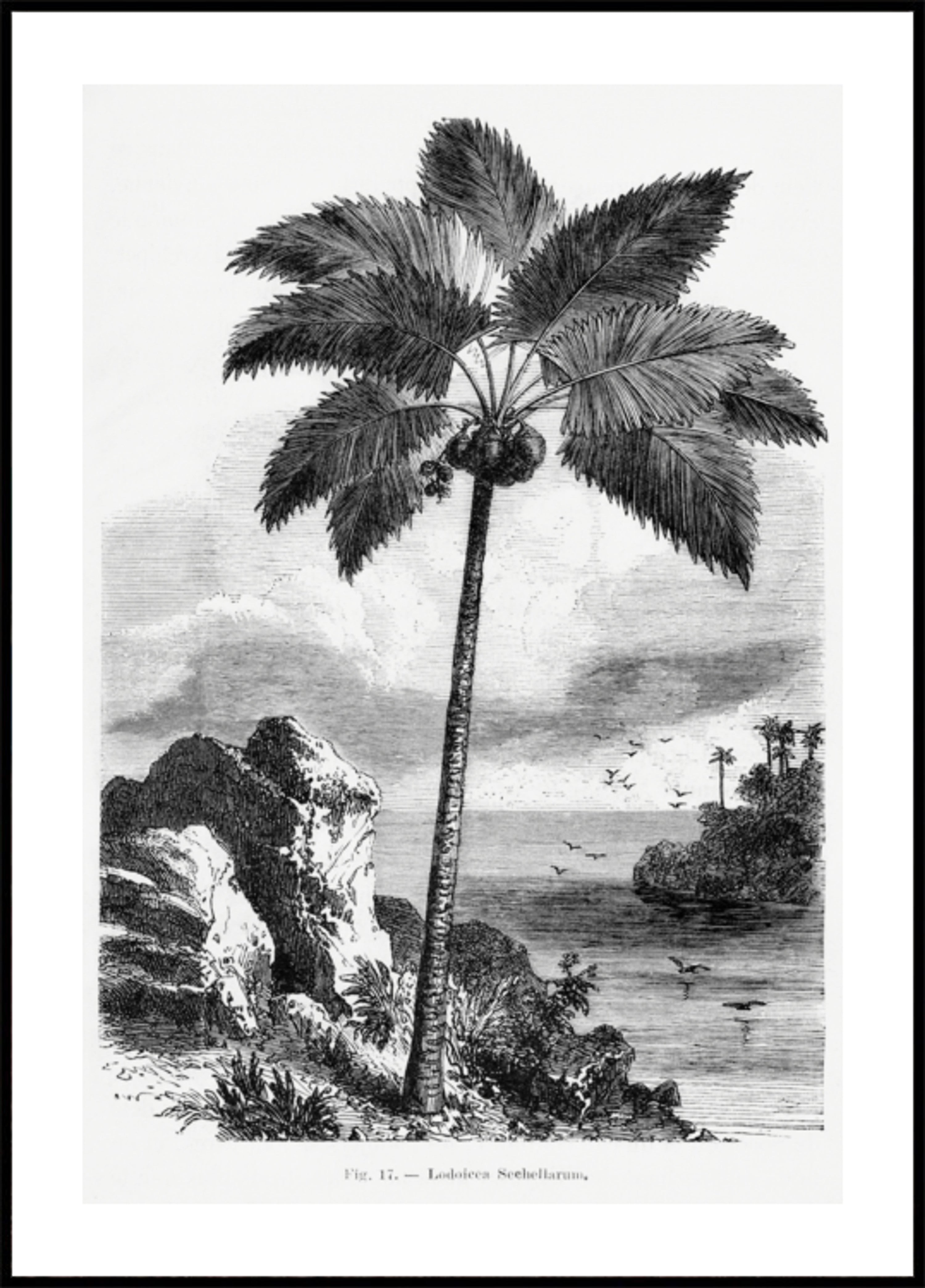 Dibujo de palmera vintage I