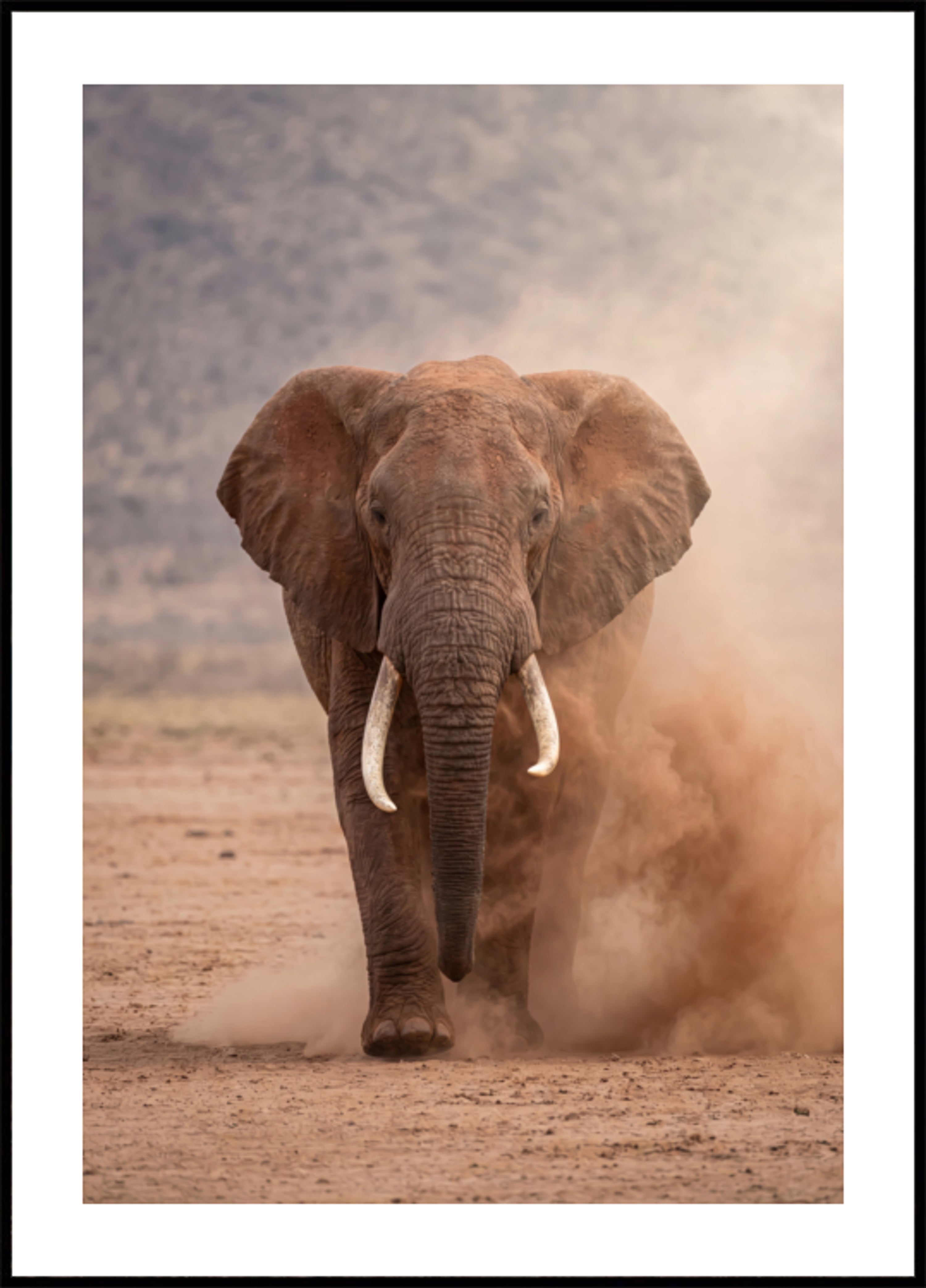 Poderoso elefante polvoriento