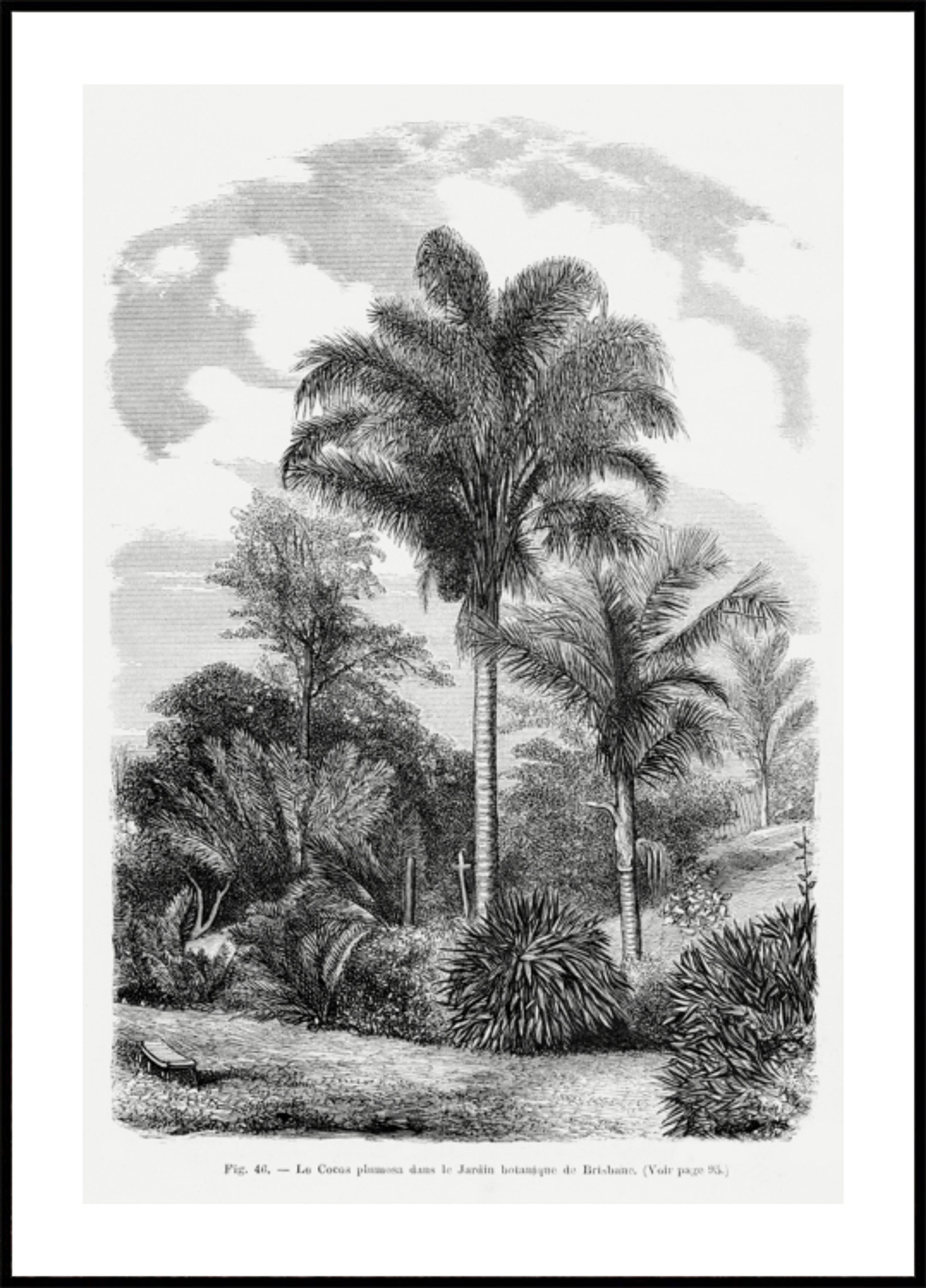 Dibujo De Palmera Vintage Vi