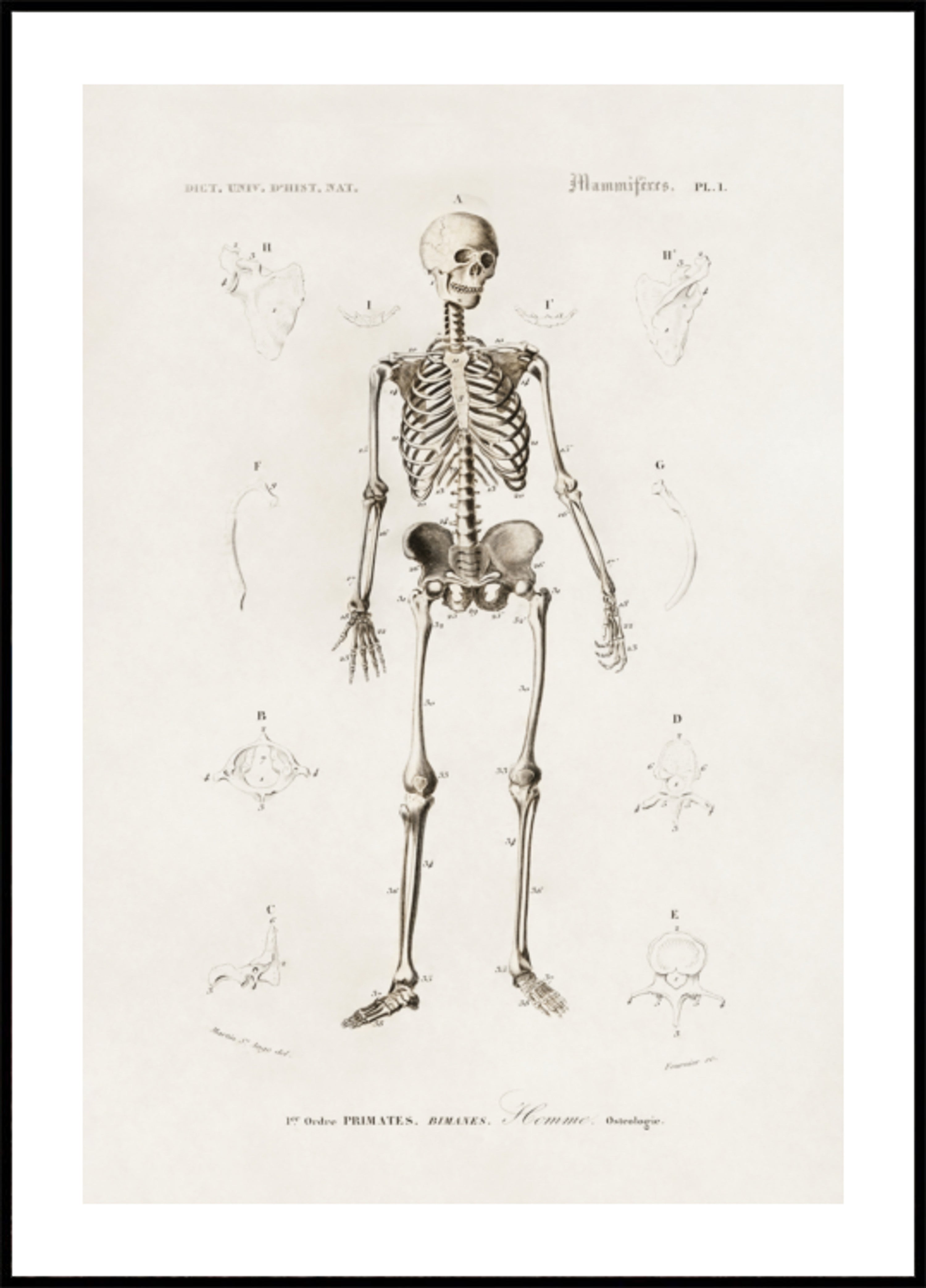 esqueleto humano