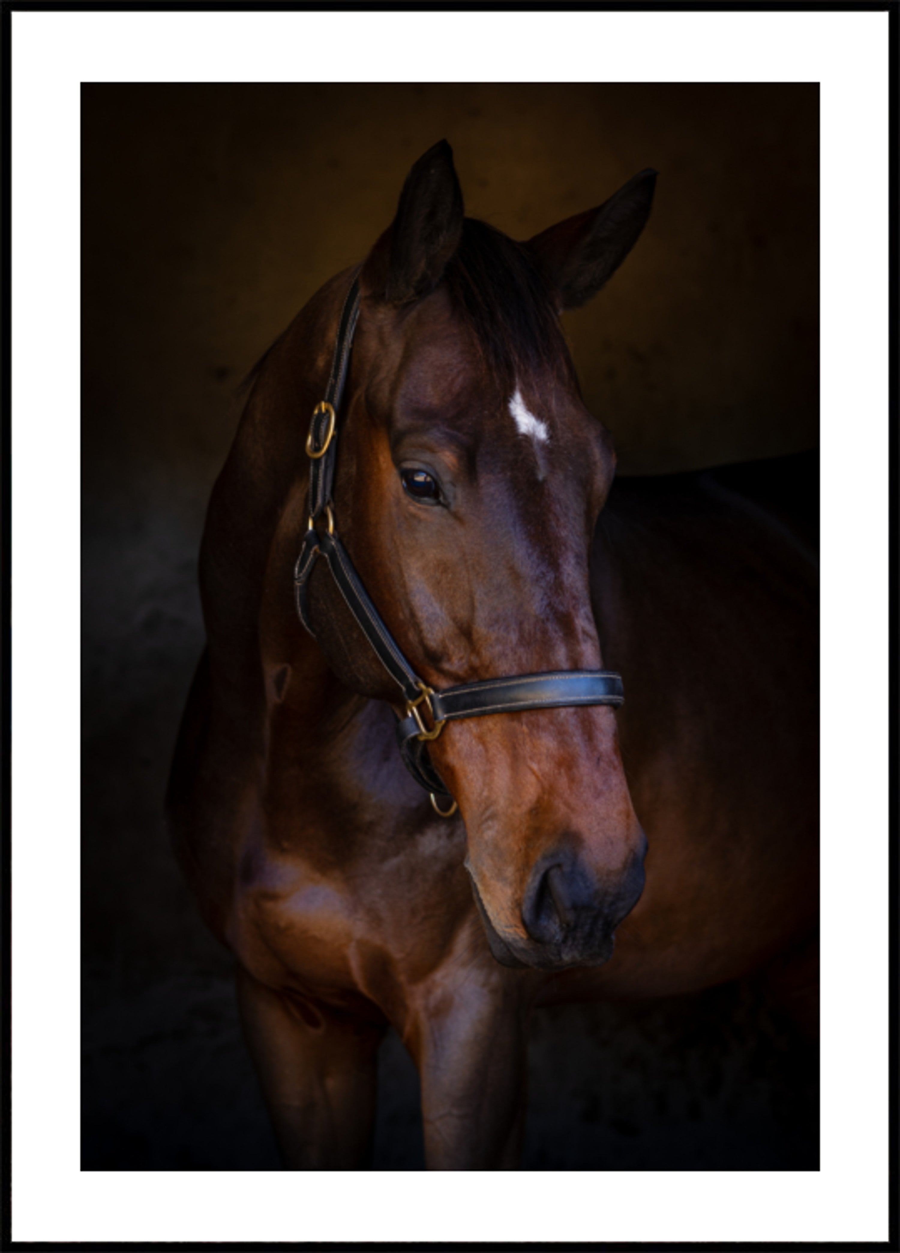 Majestuoso retrato de caballo
