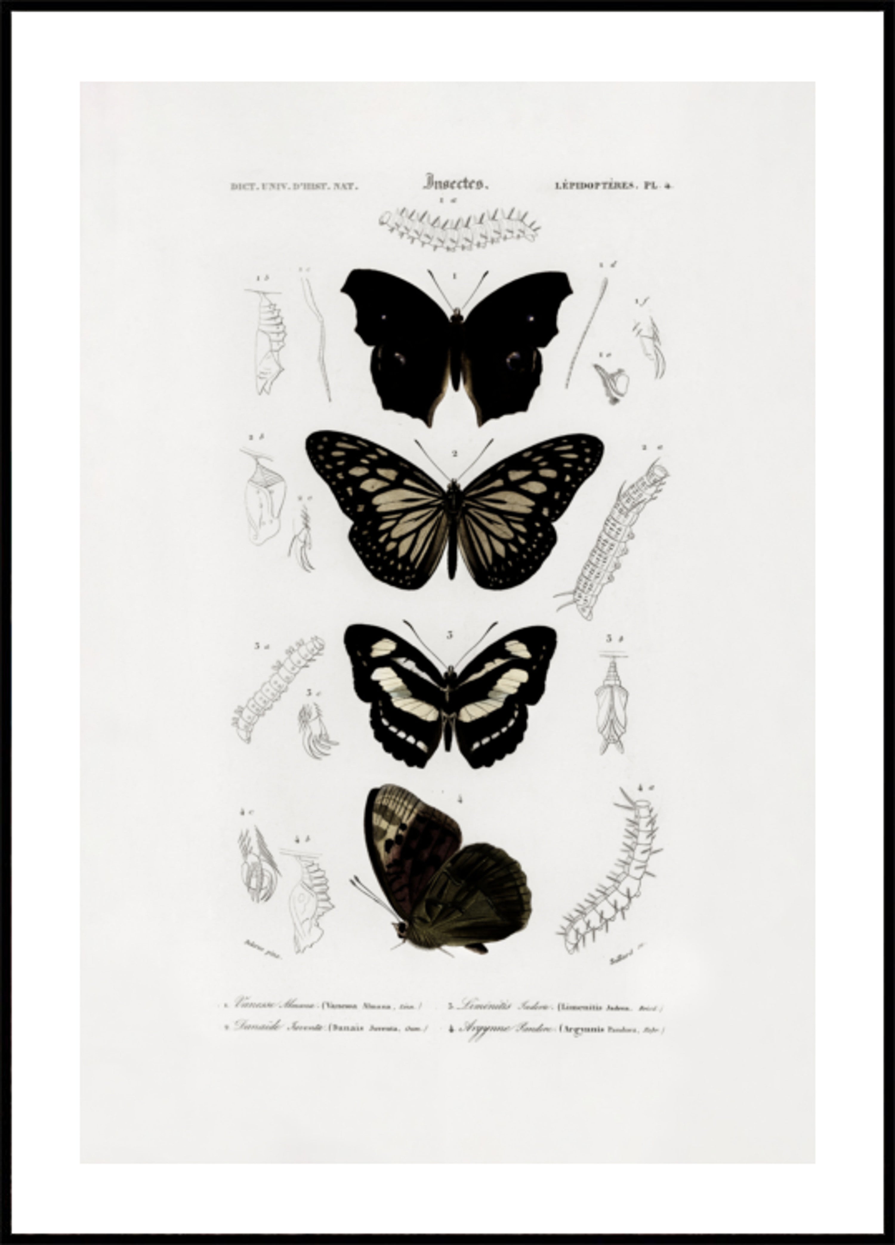 Colección de mariposas 01
