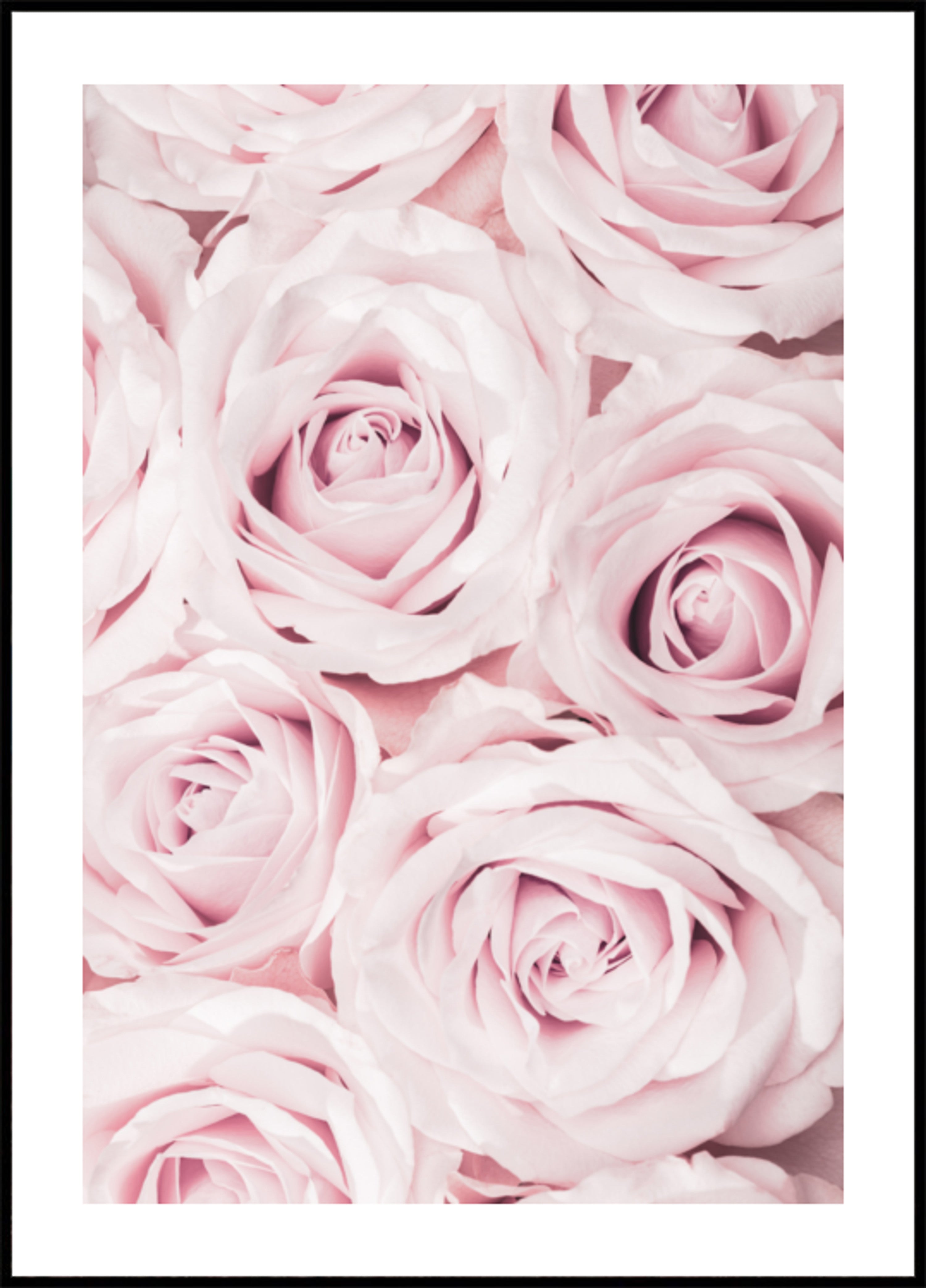 Rosas rosadas suaves
