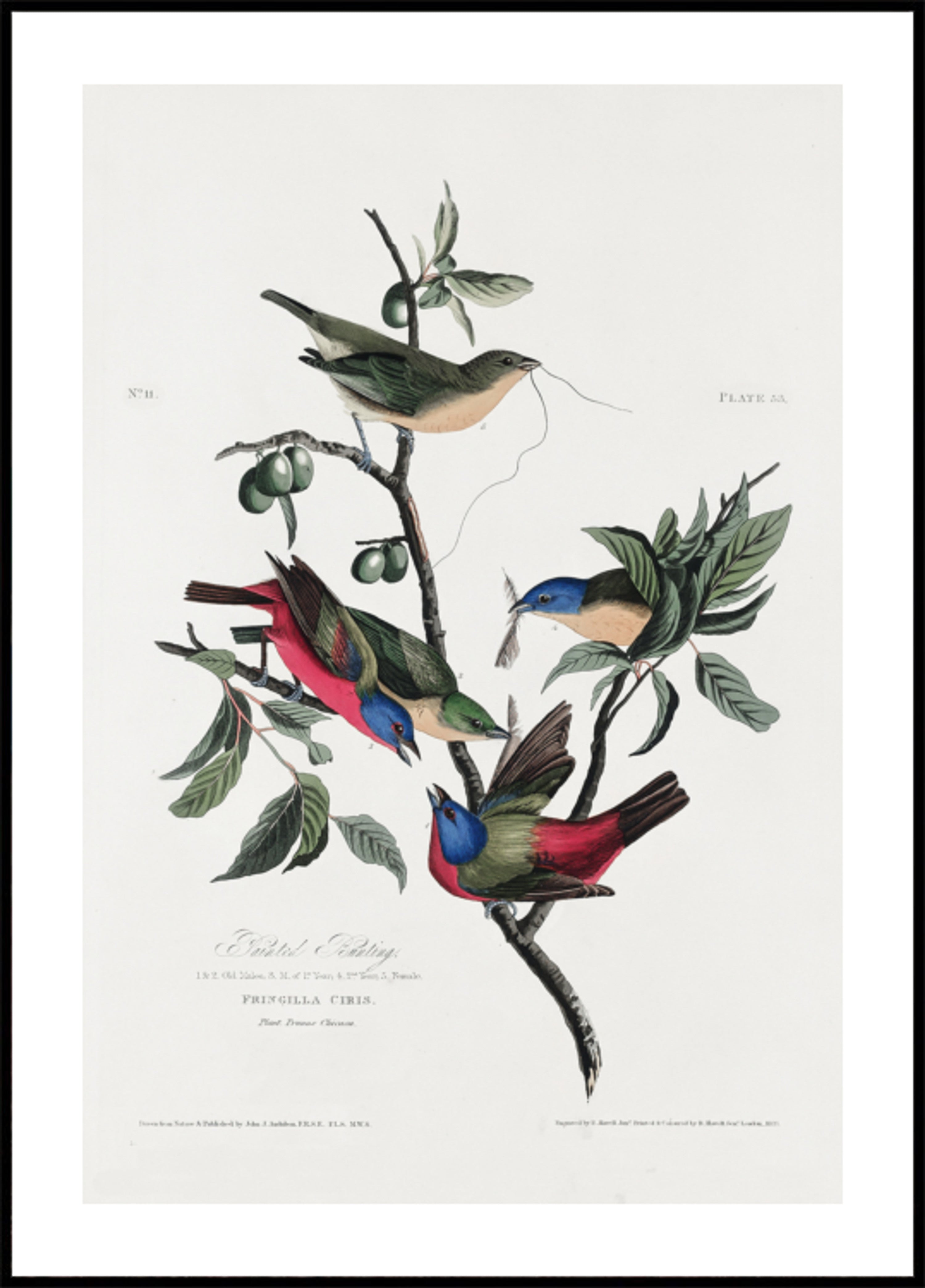 Pinzón pintado de Birds of America (1827)