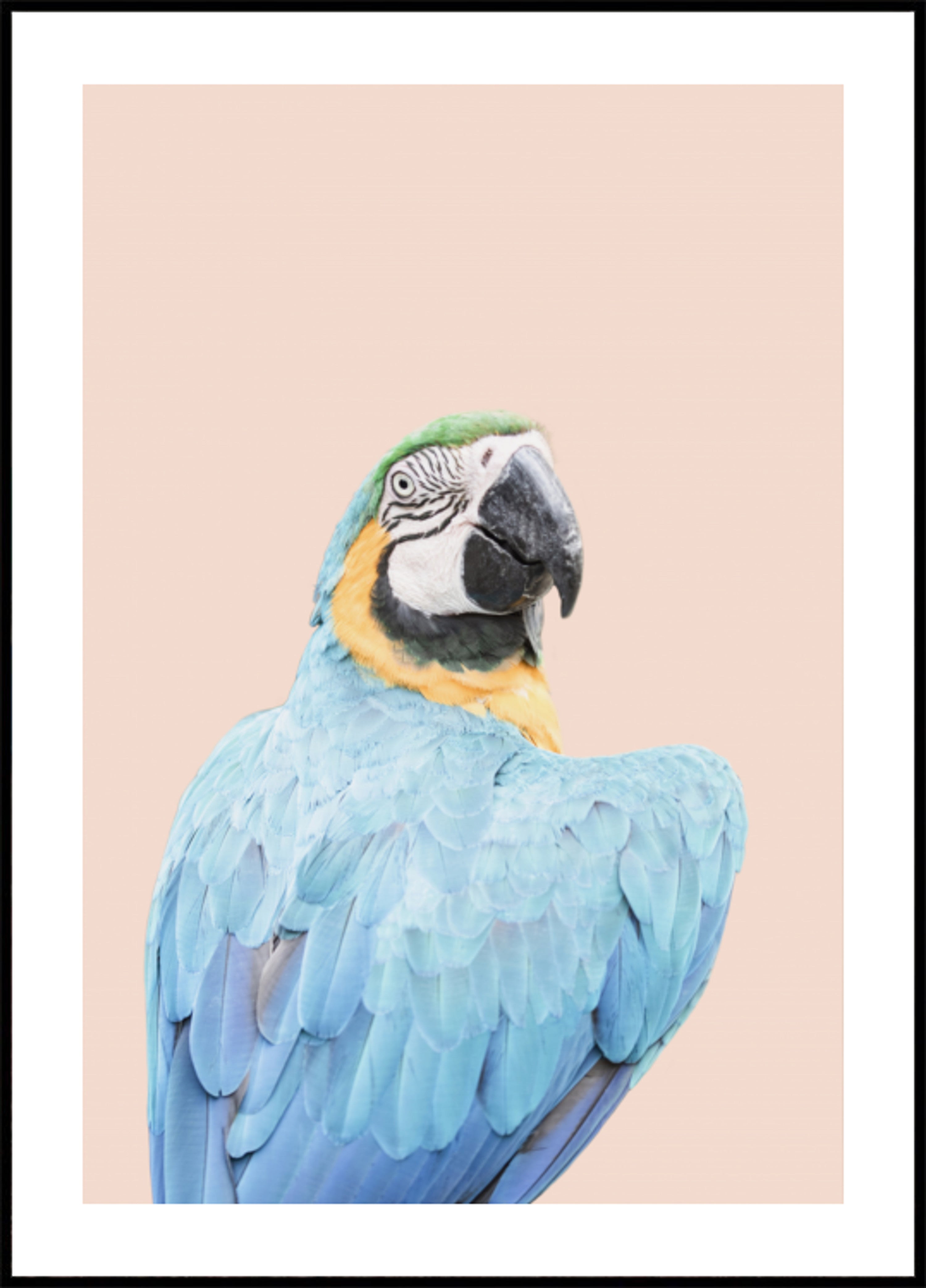 guacamaya azul