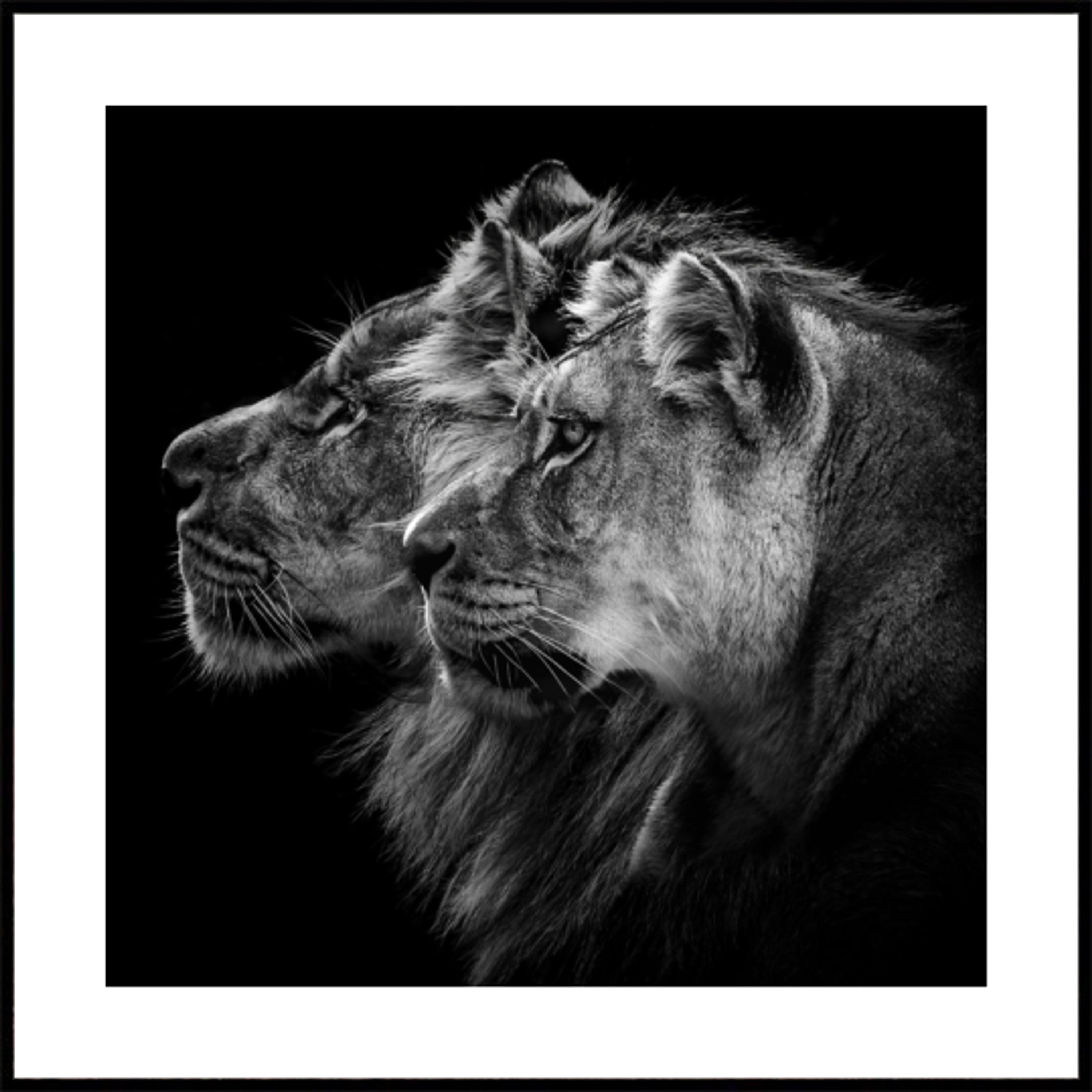 Pareja de leones reales