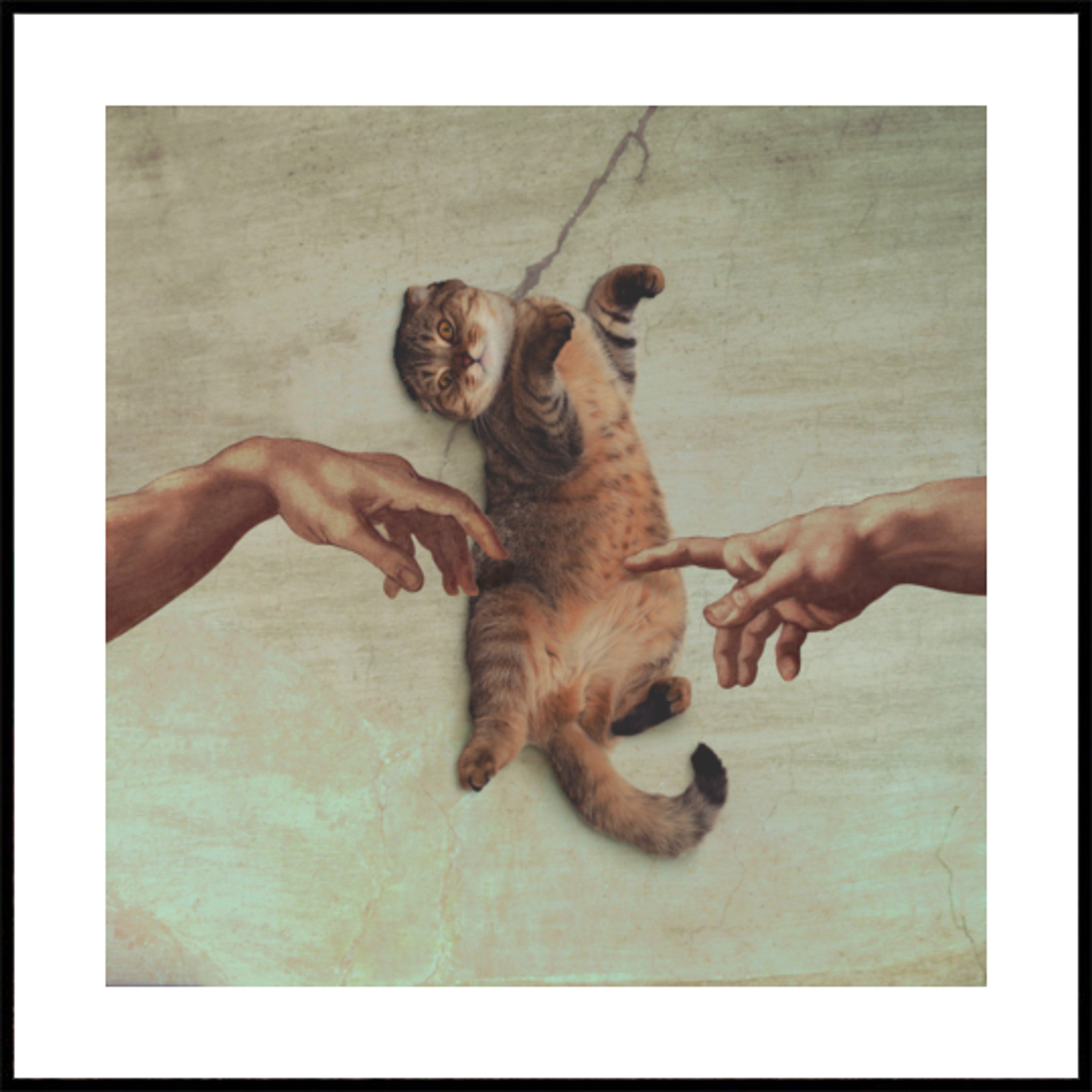 La creación del gato