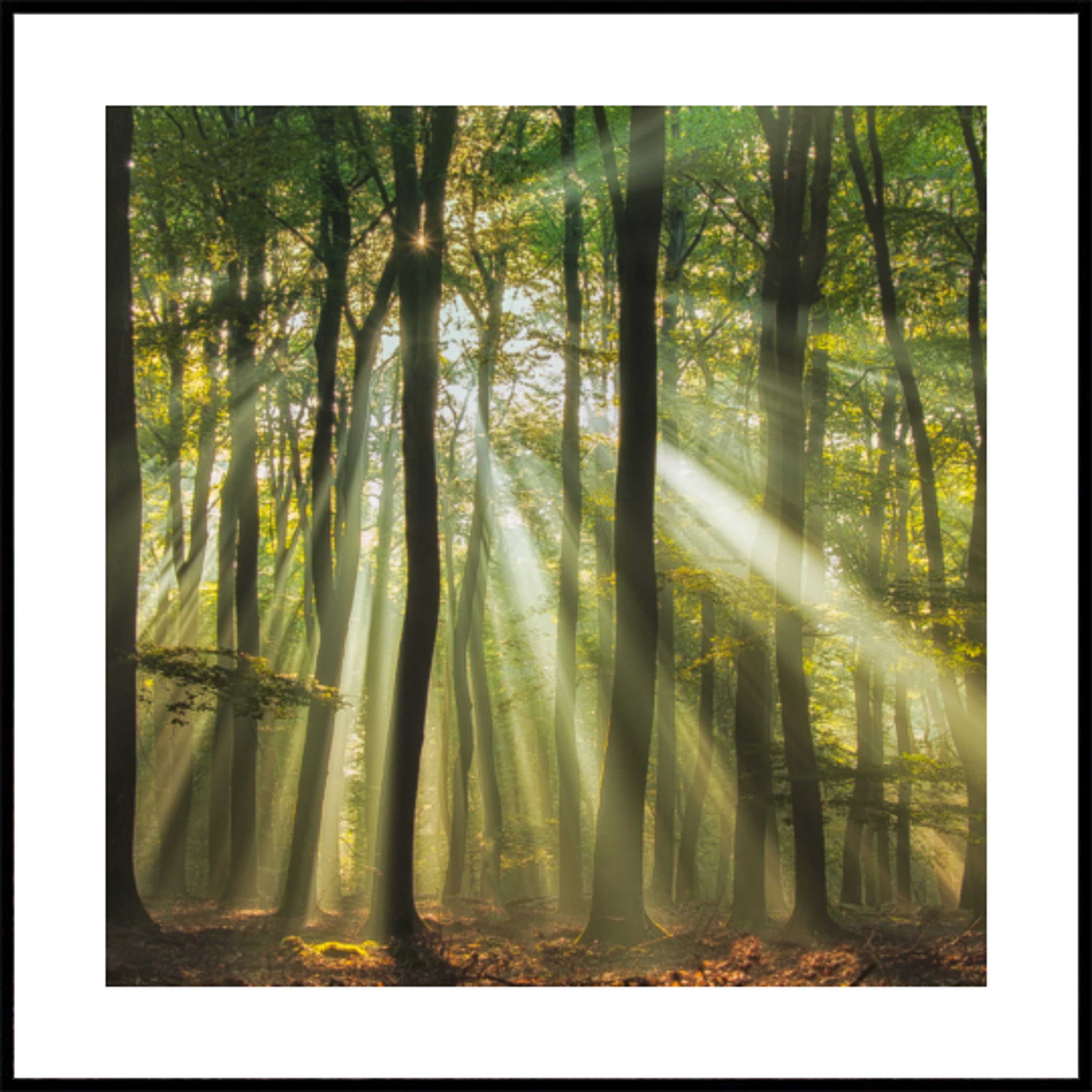 Bosque iluminado por el sol de la mañana brumosa