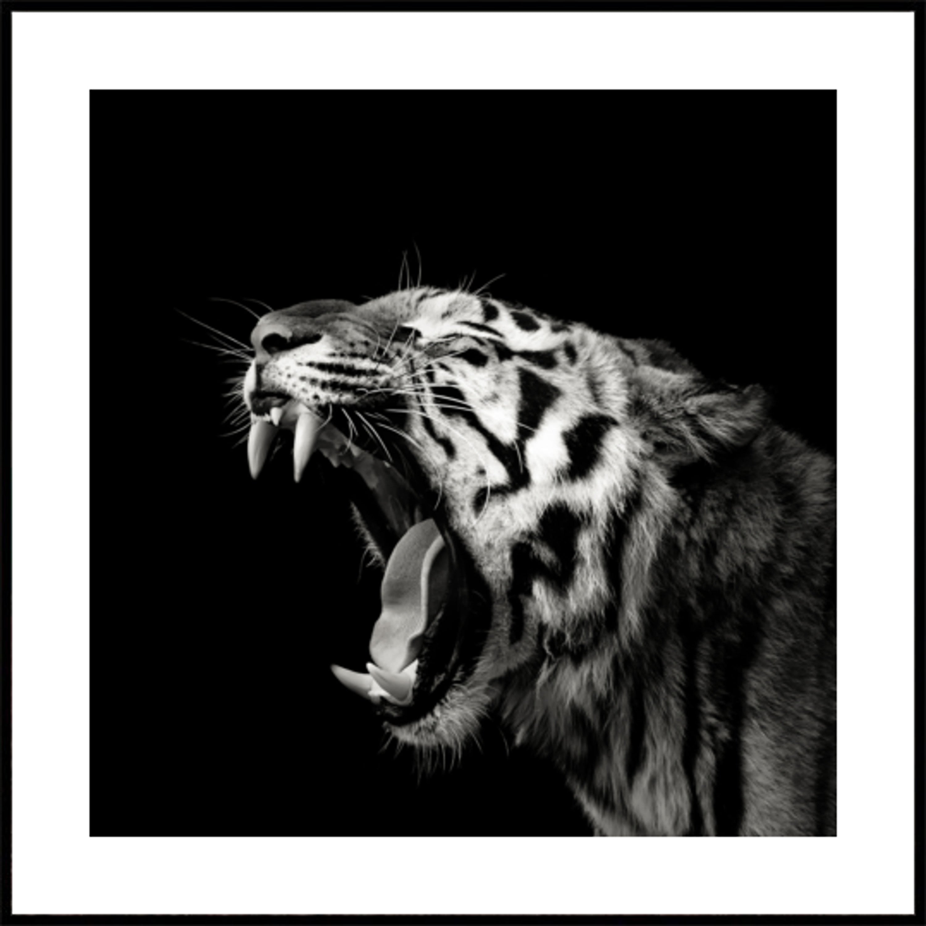 Retrato de tigre rugiente