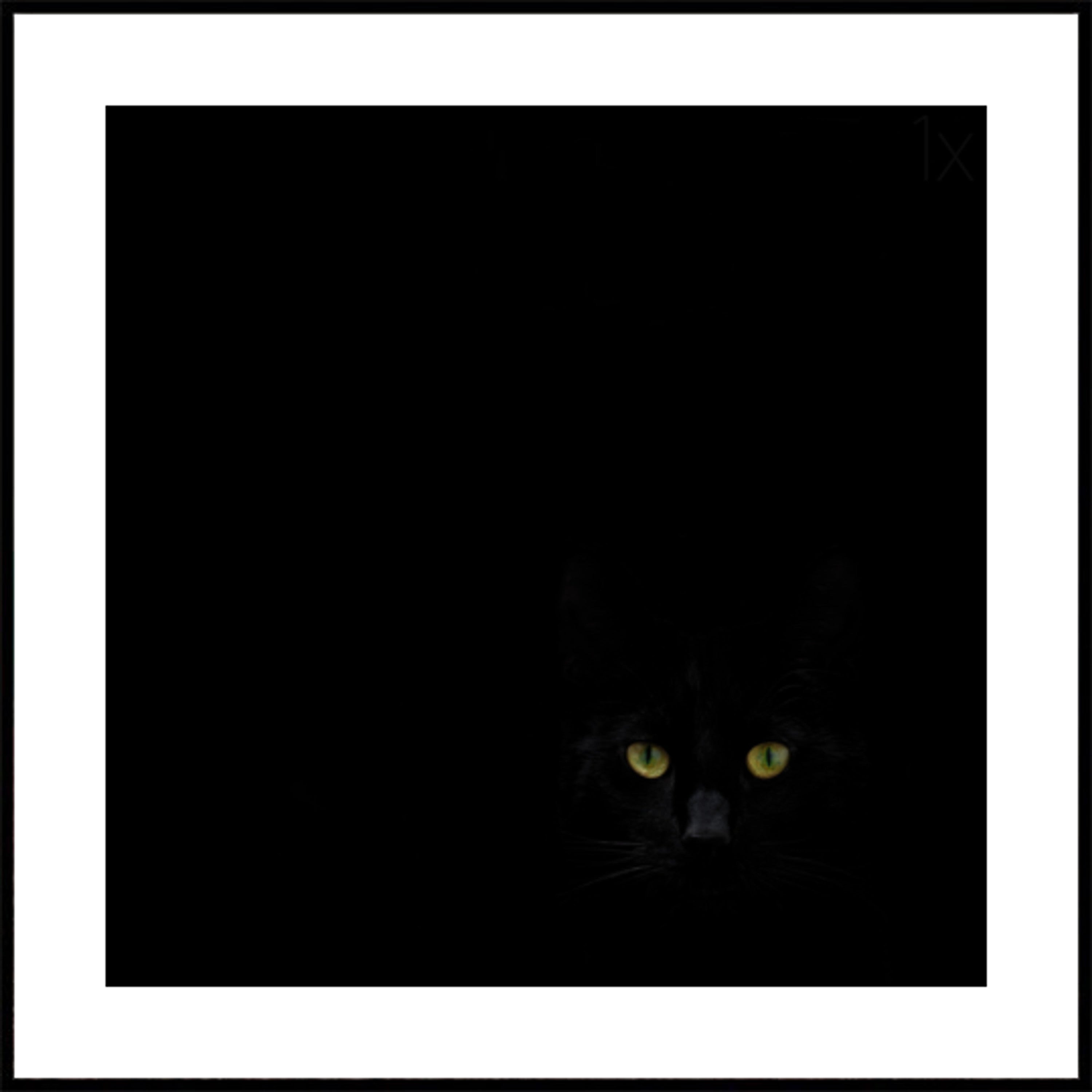 La mirada del gato negro