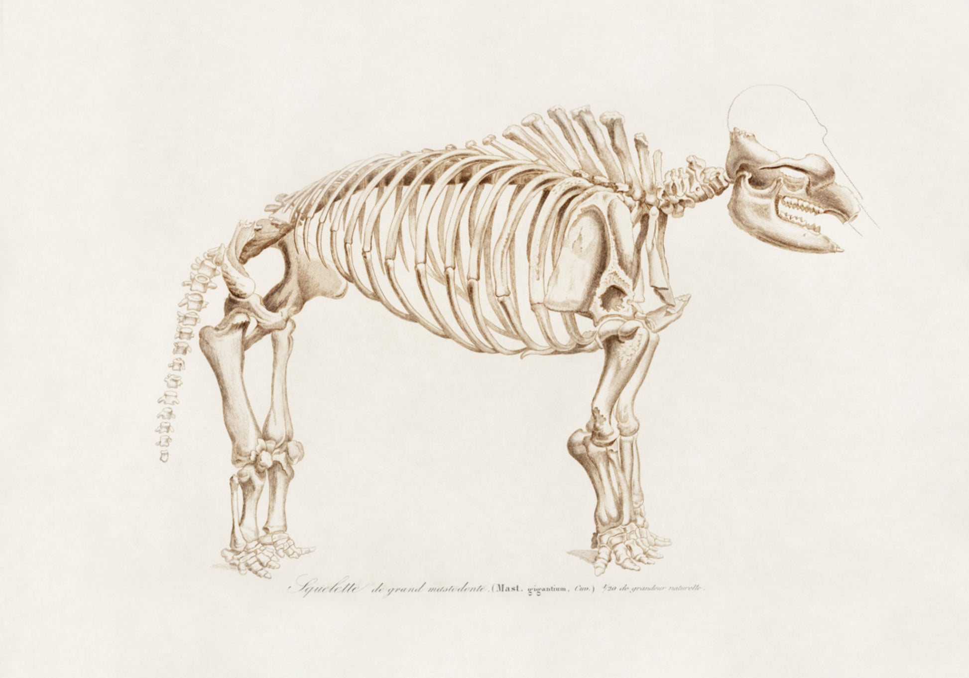 mamut