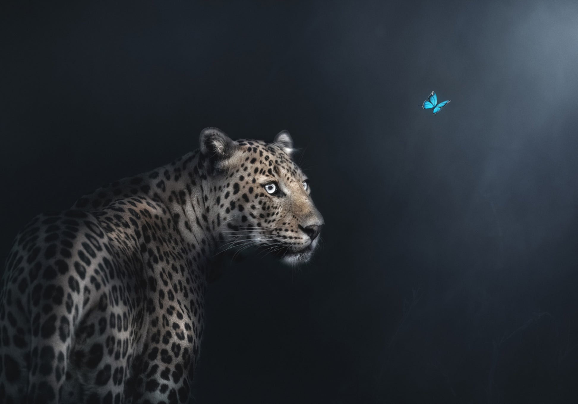 Gasa Mariposa Leopardo