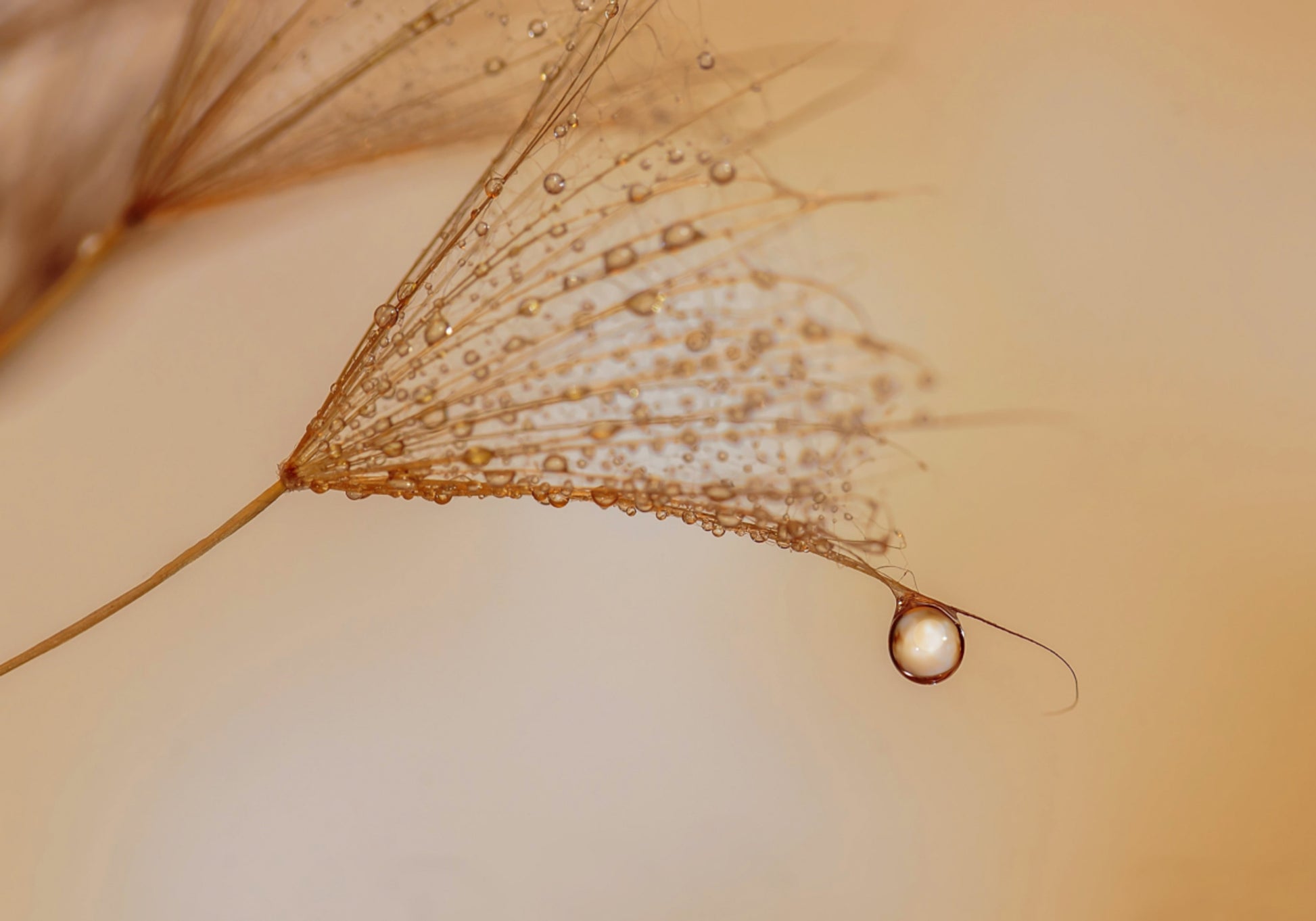 Gota delicada de diente de león