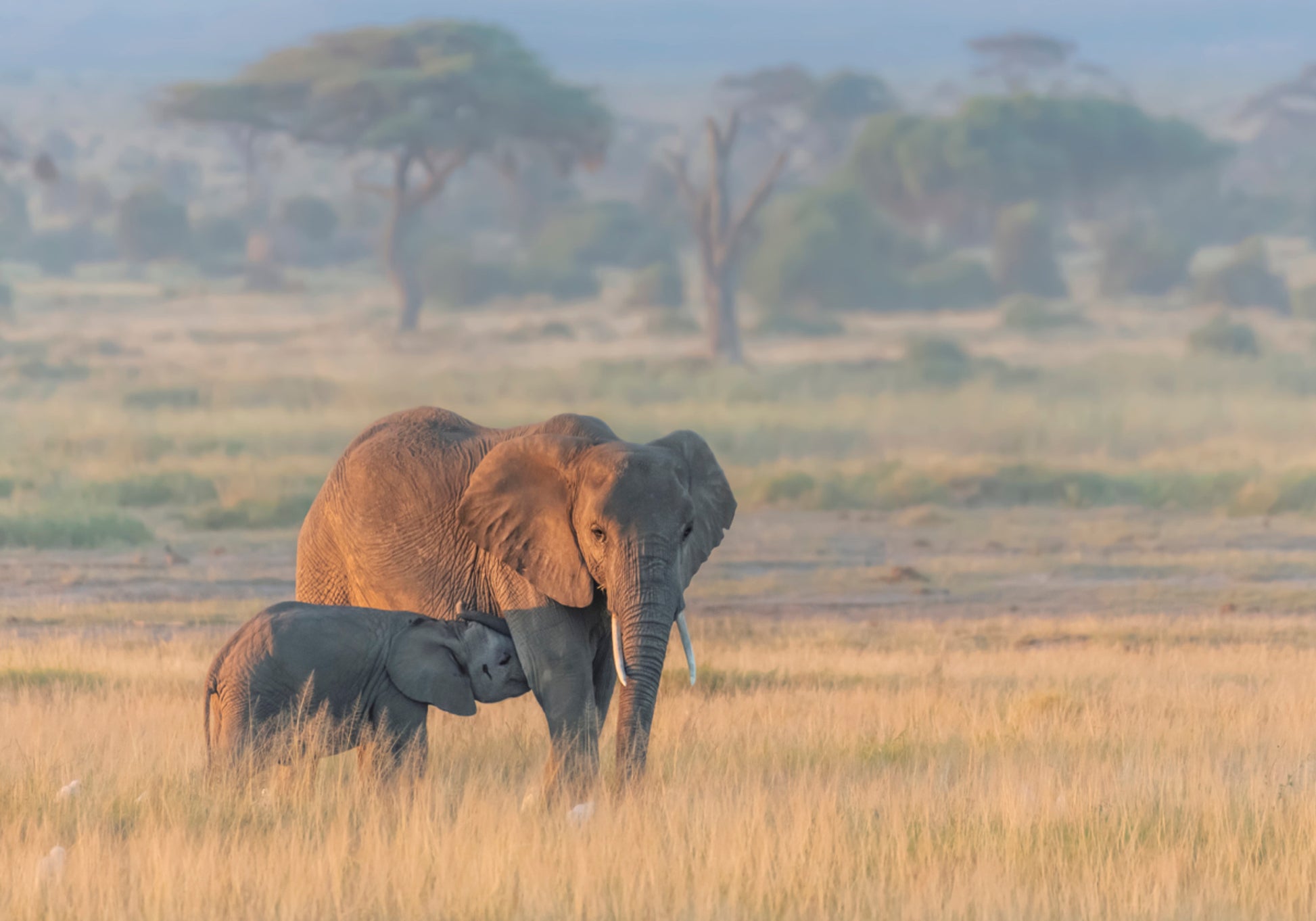 Cría de elefante africano