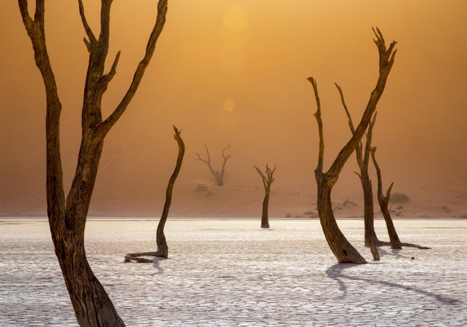Árboles anaranjados del desierto