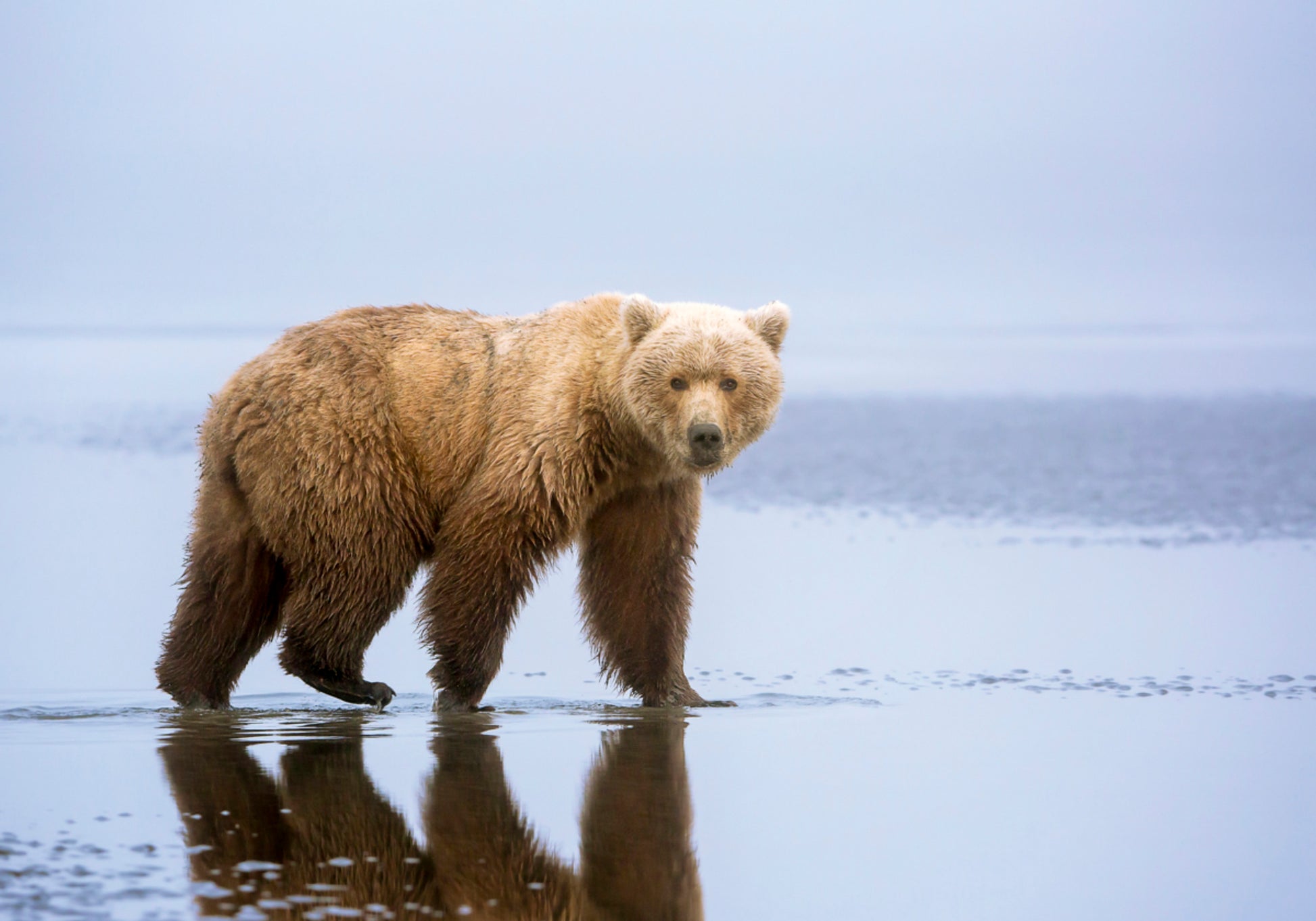 Reflejo del oso pardo