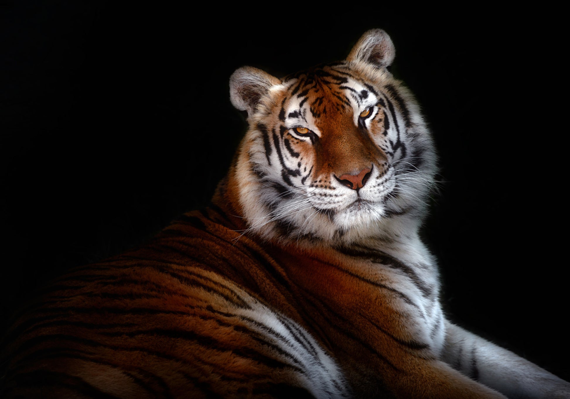Mirada majestuosa del tigre