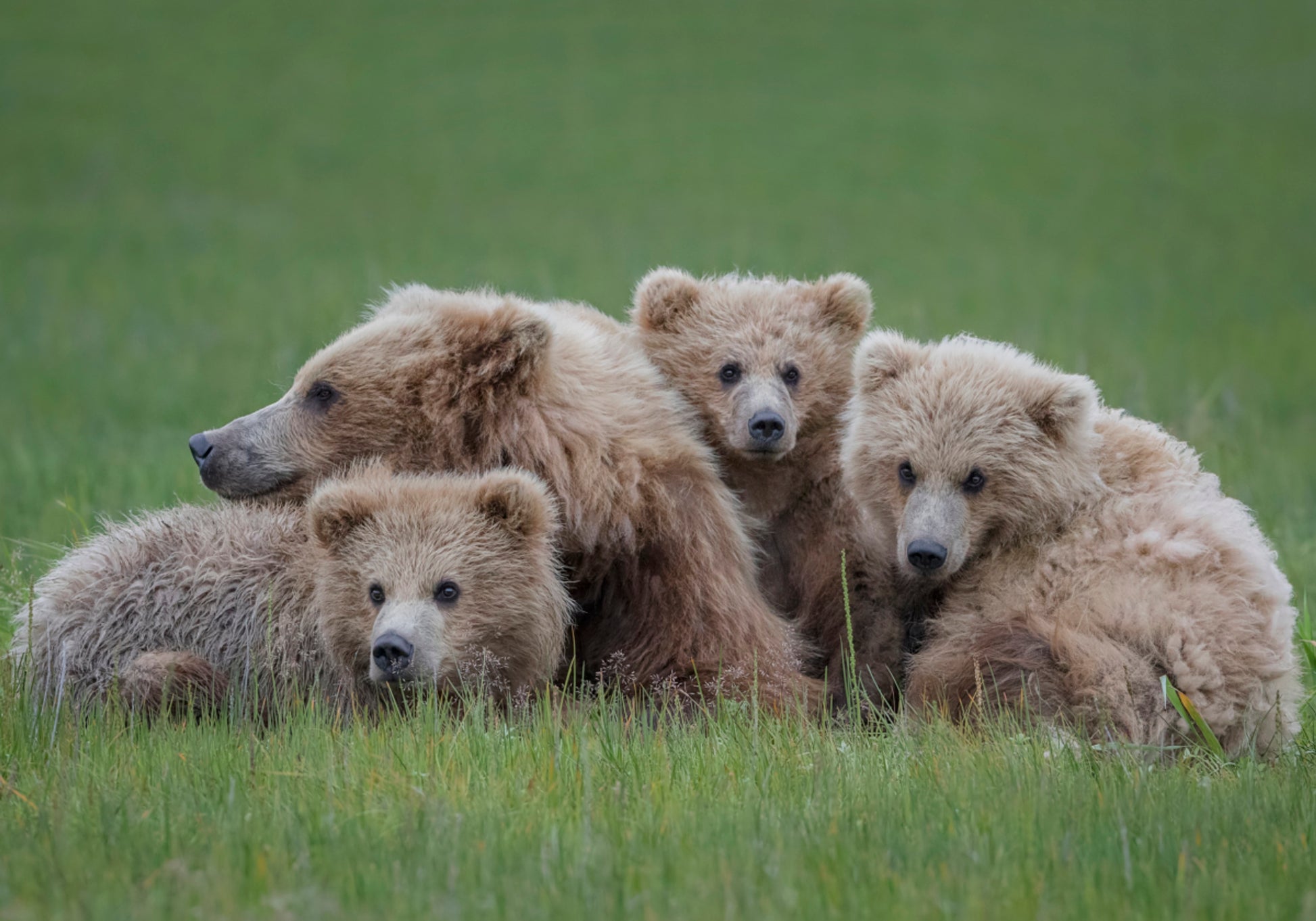 Familia del oso pardo