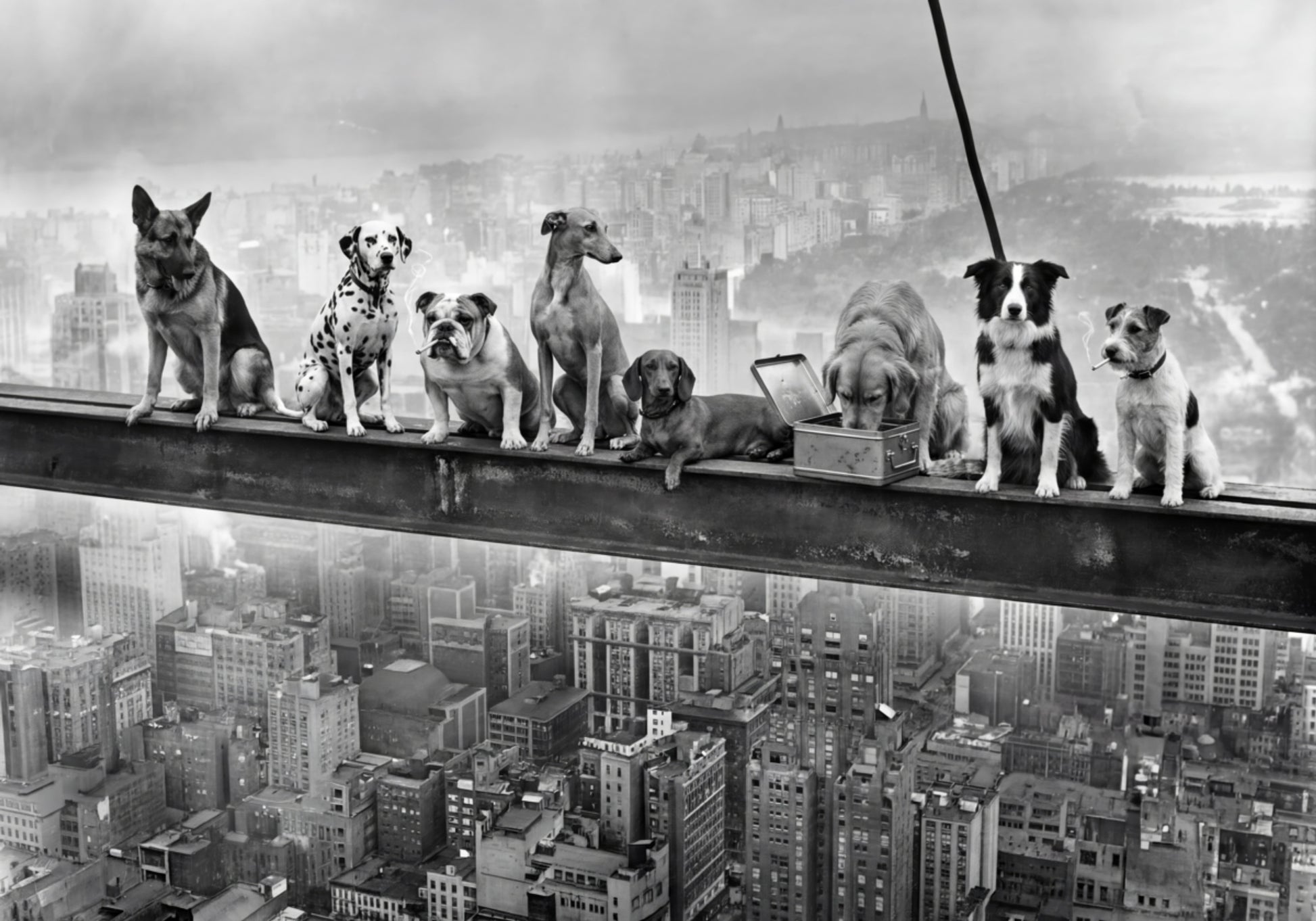 Perros atrevidos de la ciudad