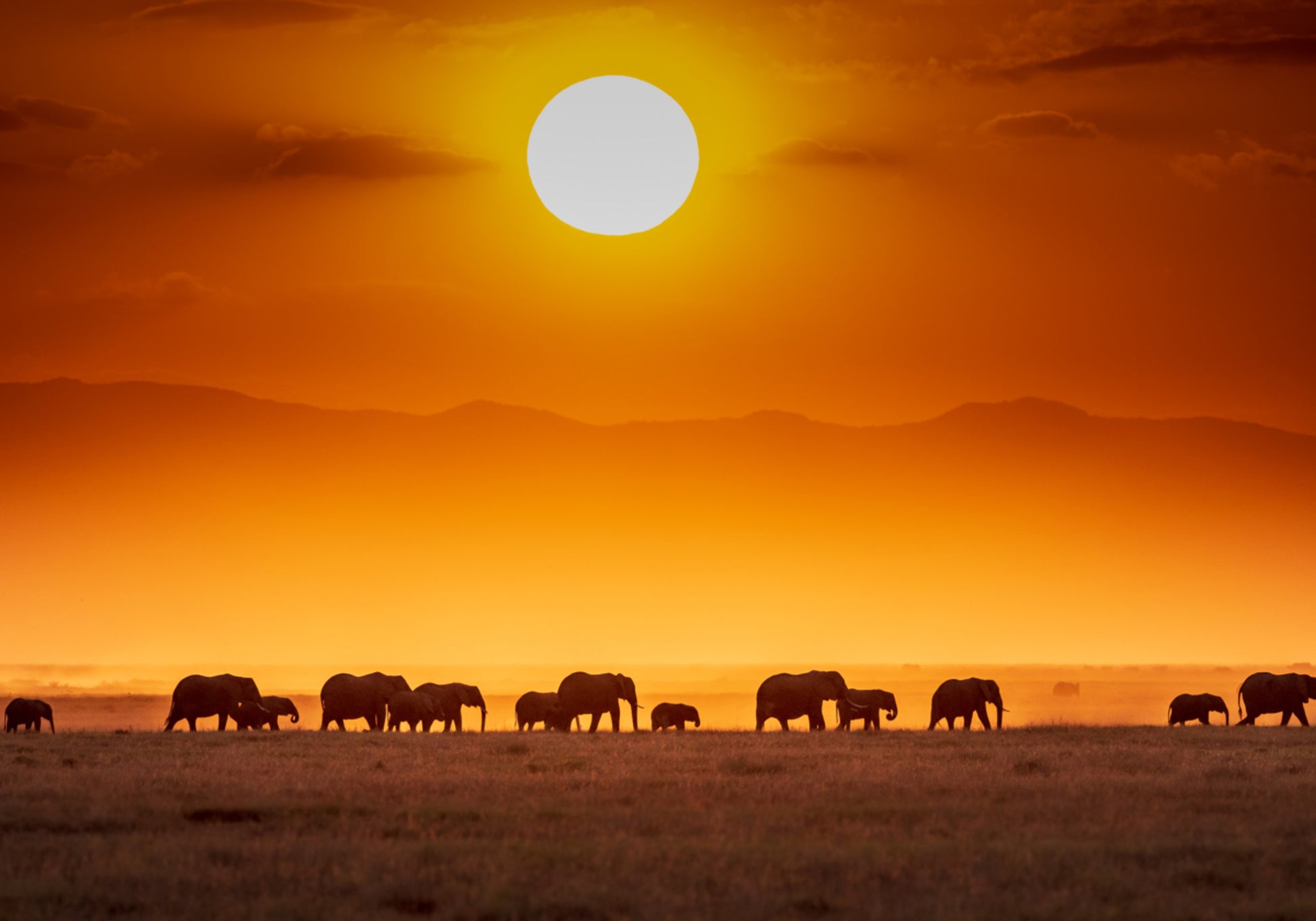 Elefantes africanos al atardecer