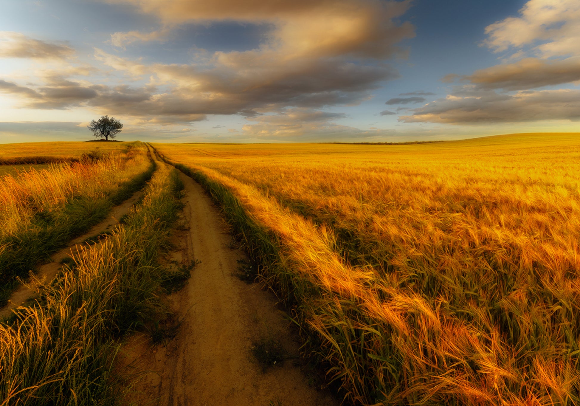 Camino del campo de trigo dorado