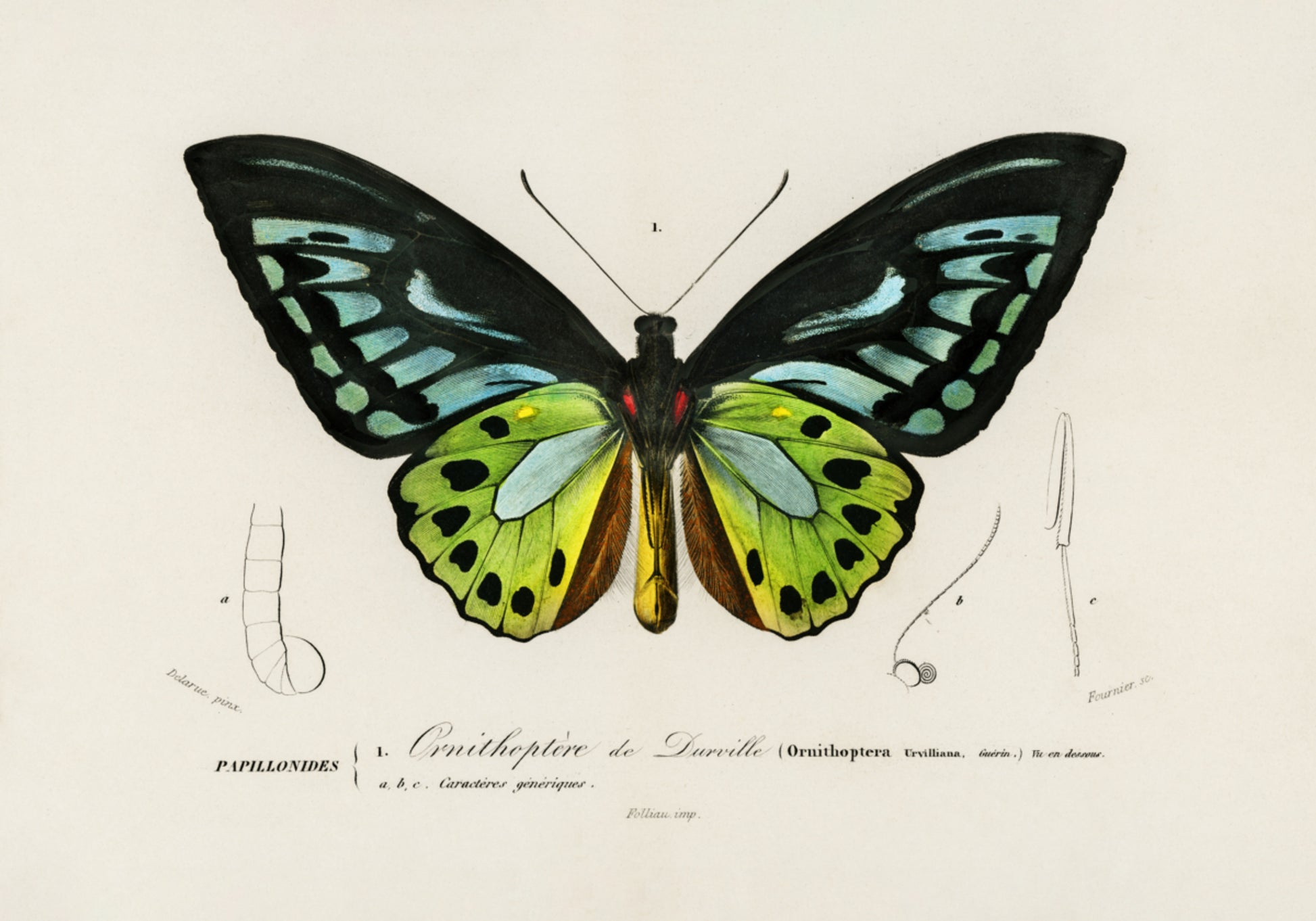 Mariposa ala de pájaro verde