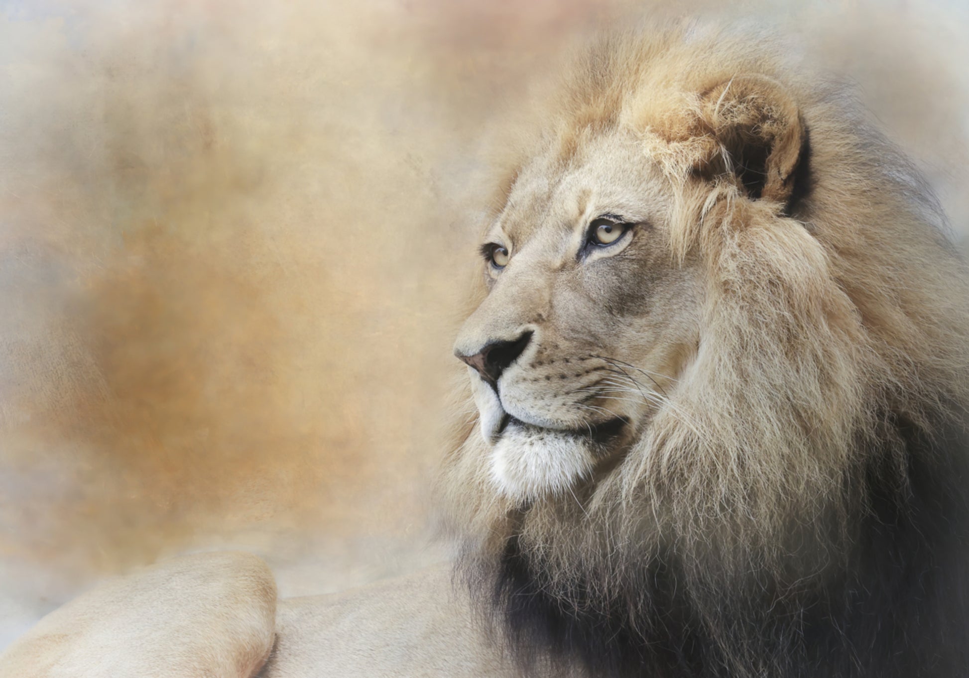 Majestuosa mirada del león