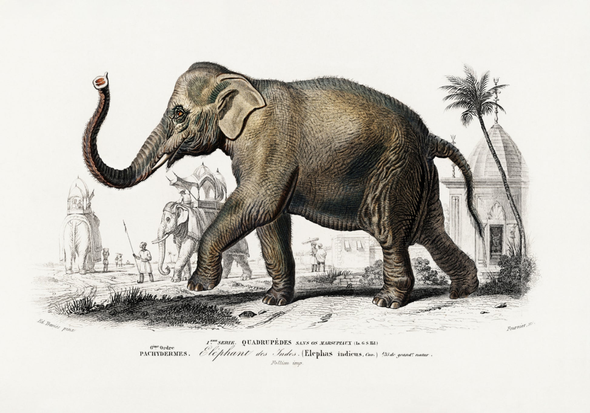 elefante asiático