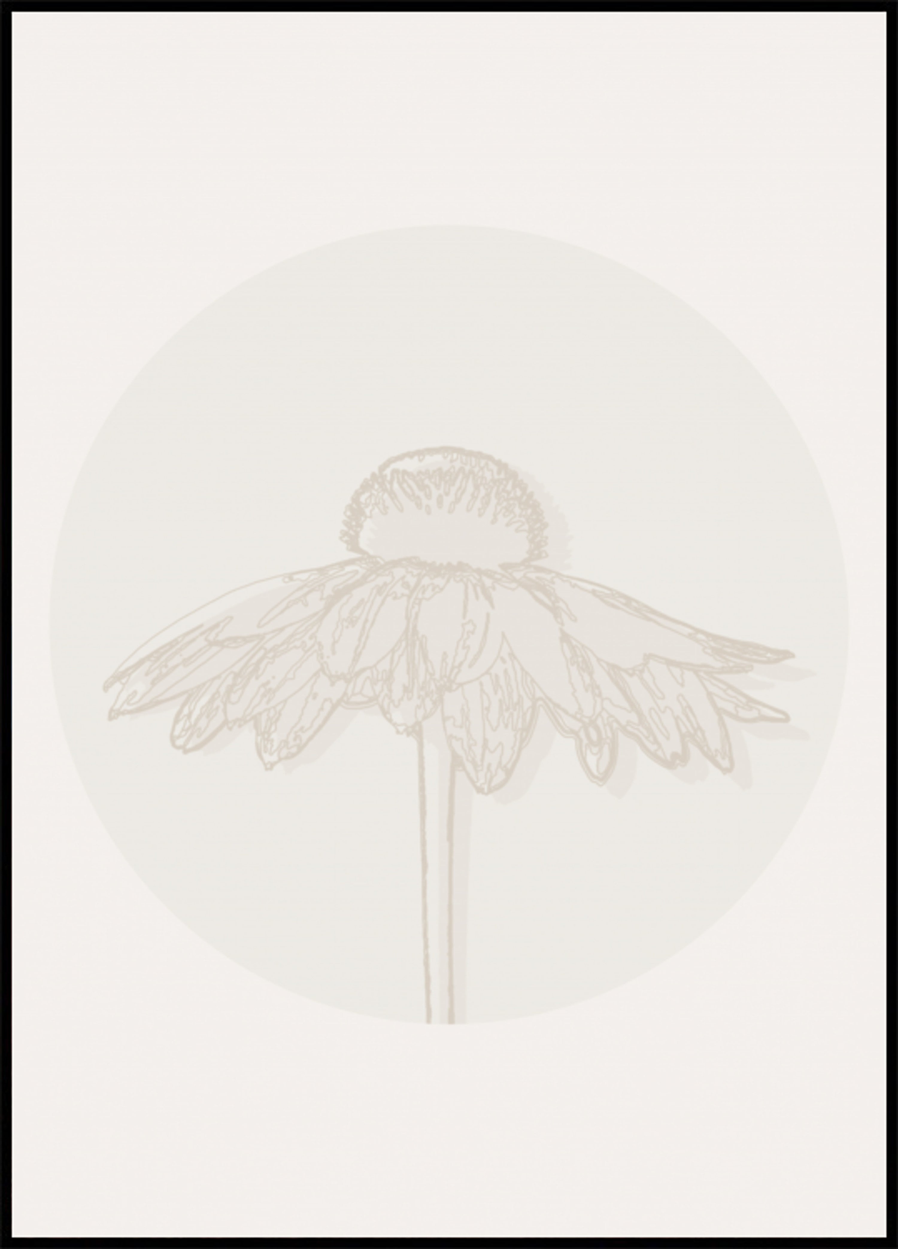 Floración minimalista de equinácea