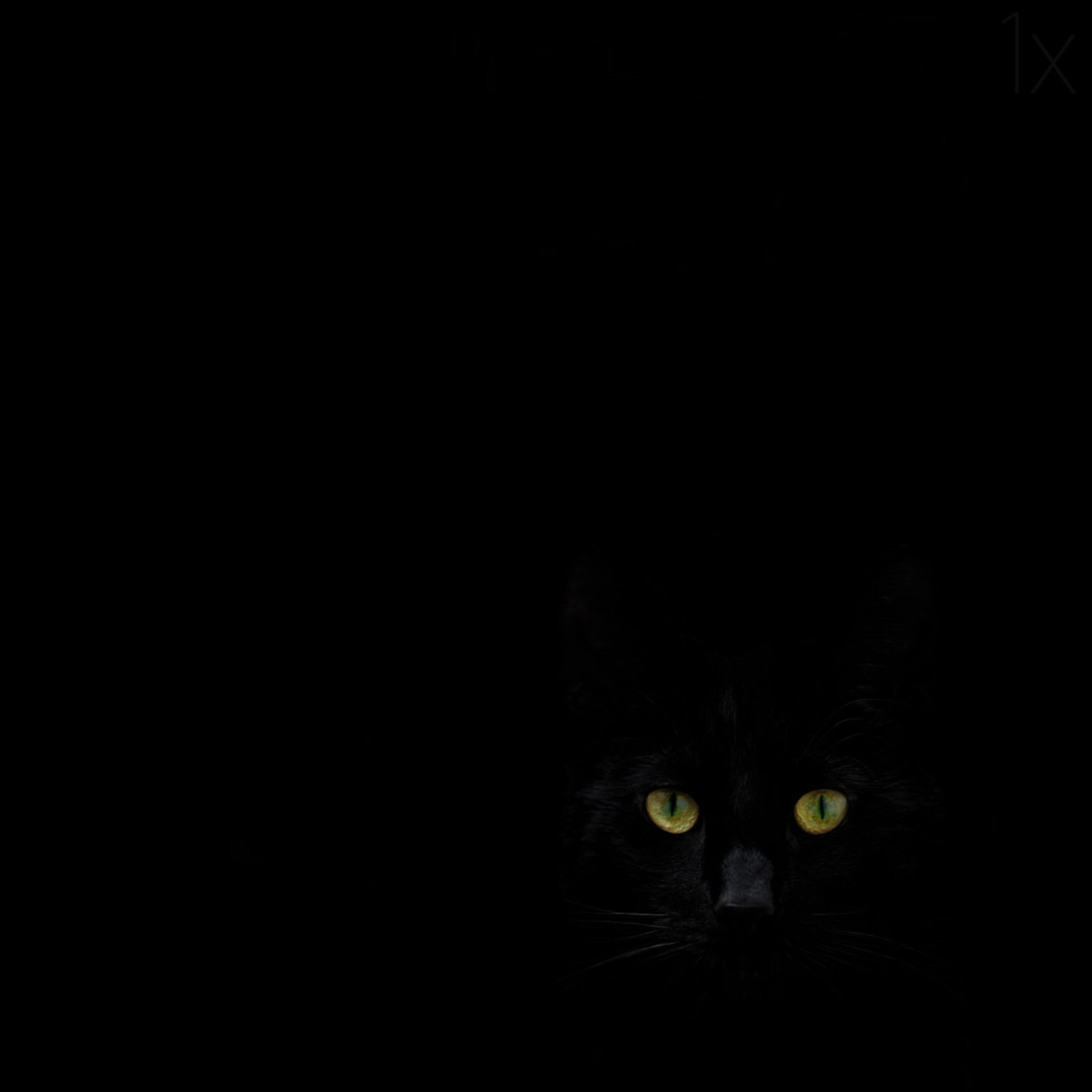 La mirada del gato negro