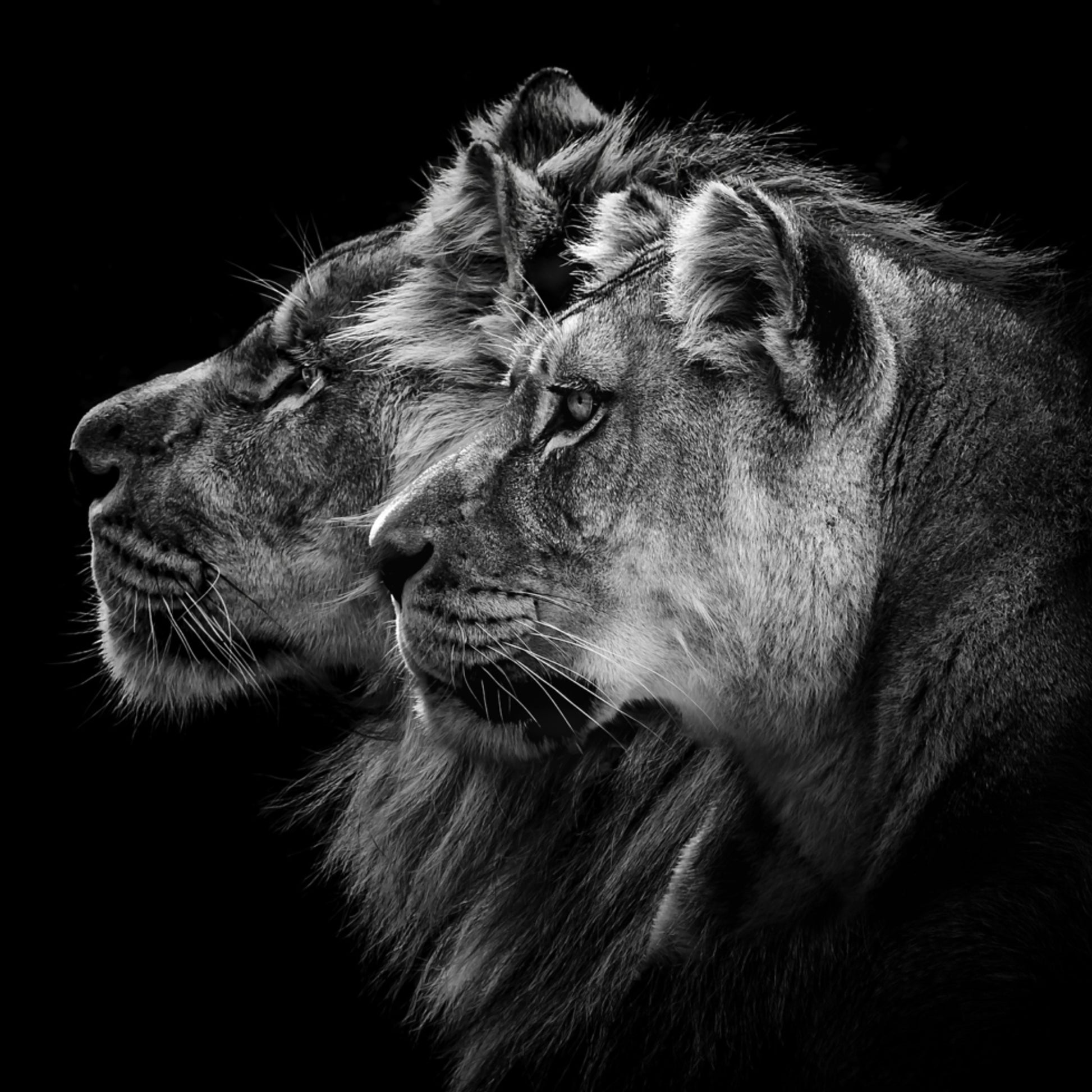 Pareja de leones reales