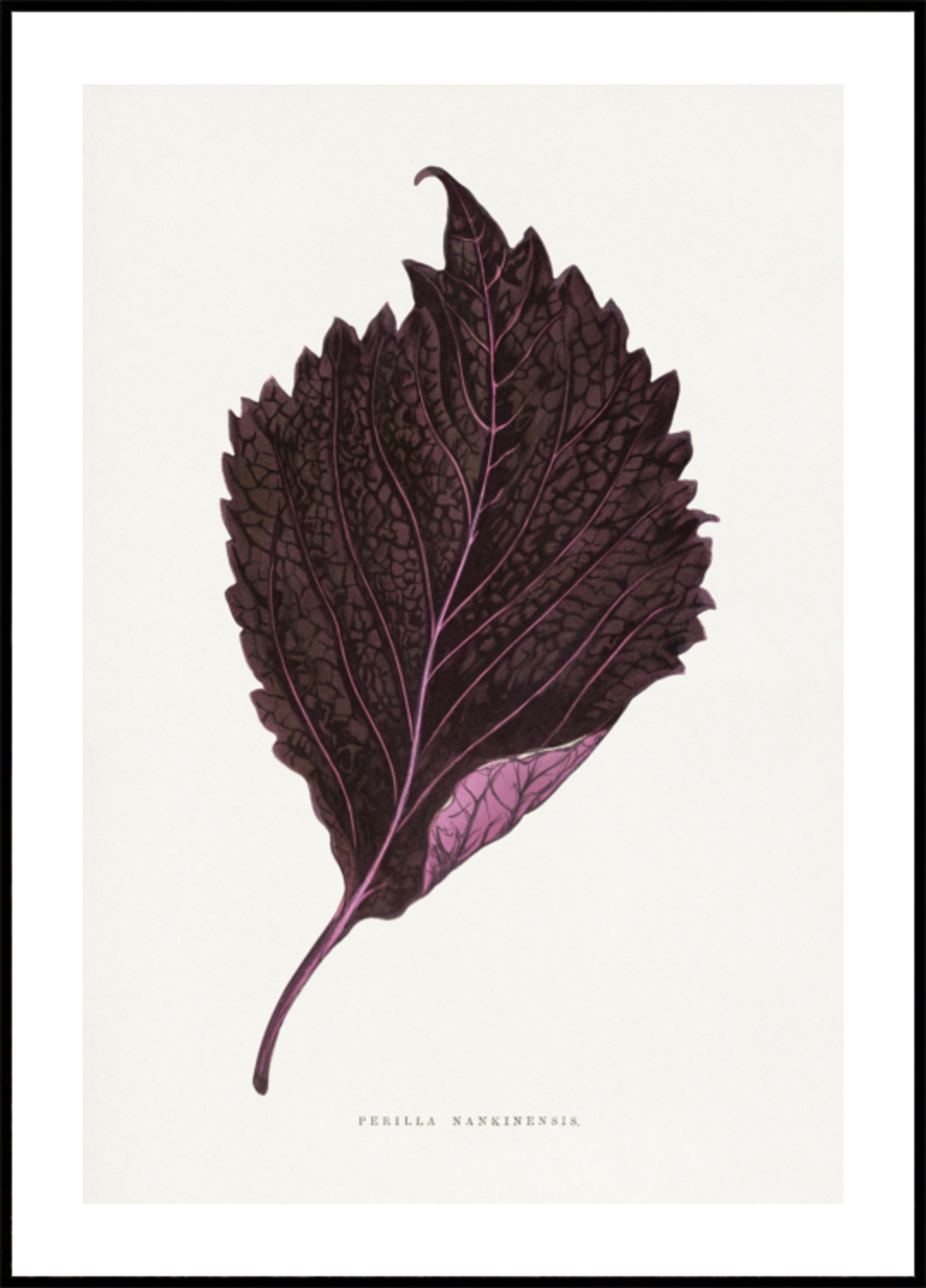 Ilustración De Hoja De Perilla Nankinensis Rosa