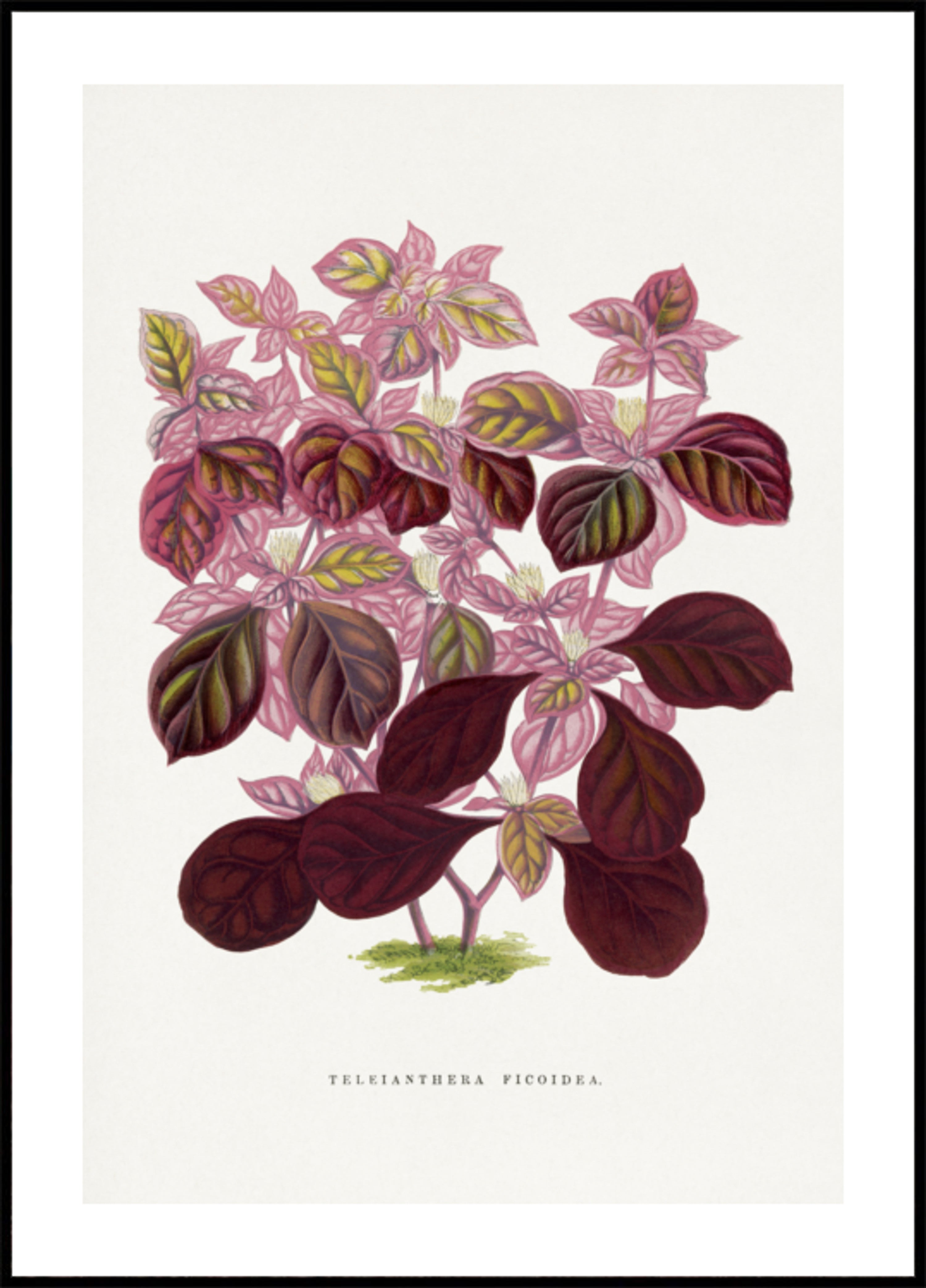 Ilustración De Hoja Rosa Teleianthera Ficoidea