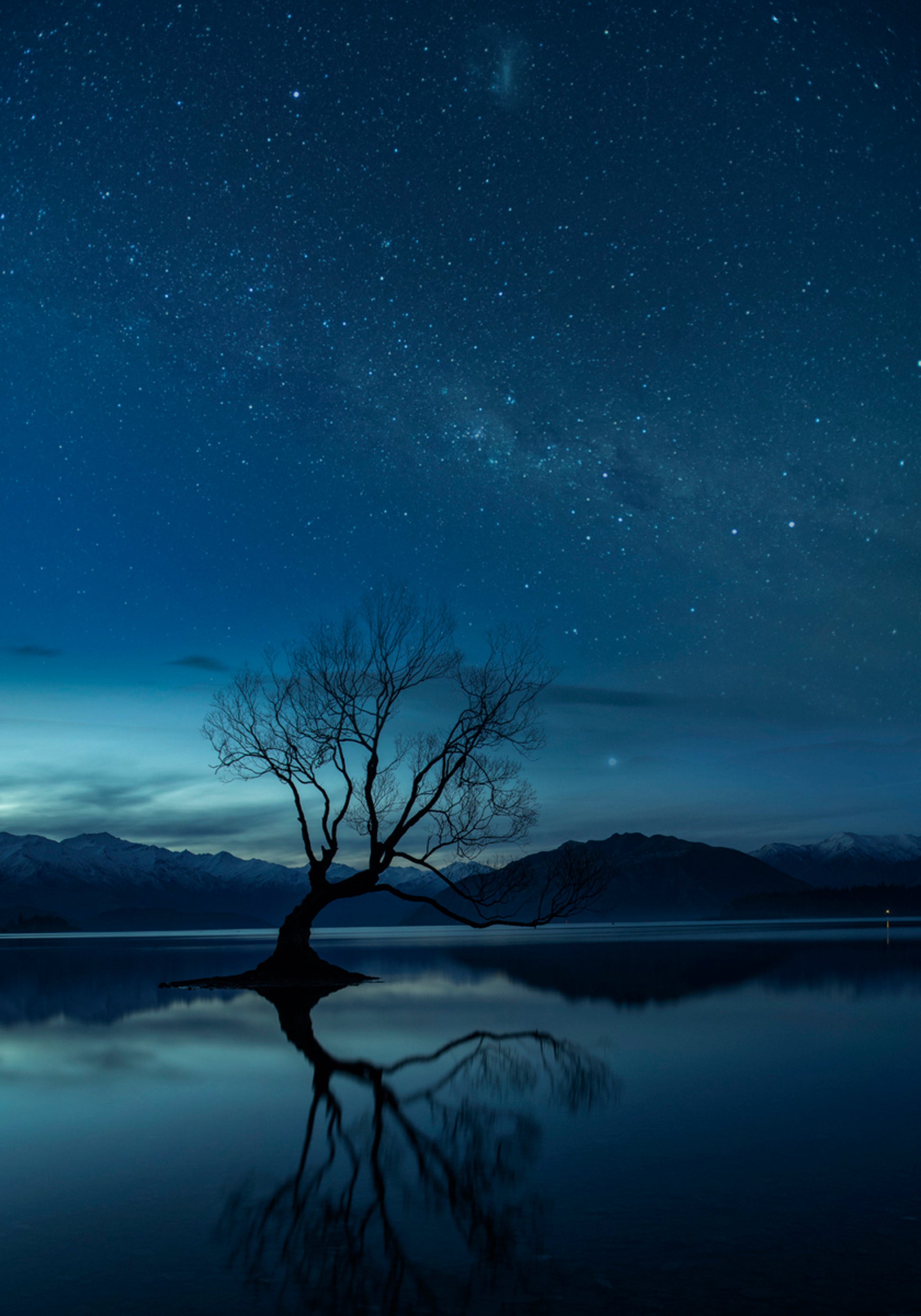Noche estrellada del árbol solitario
