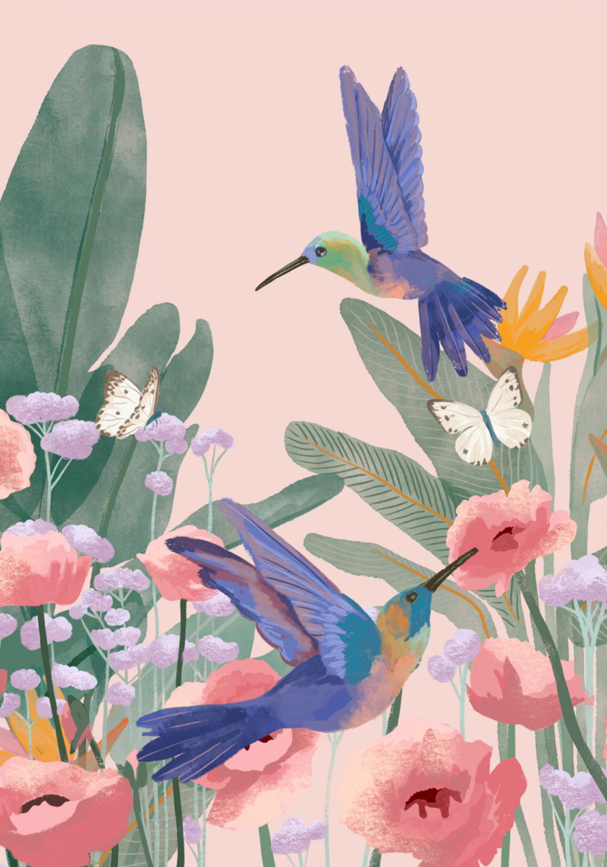 Colibríes