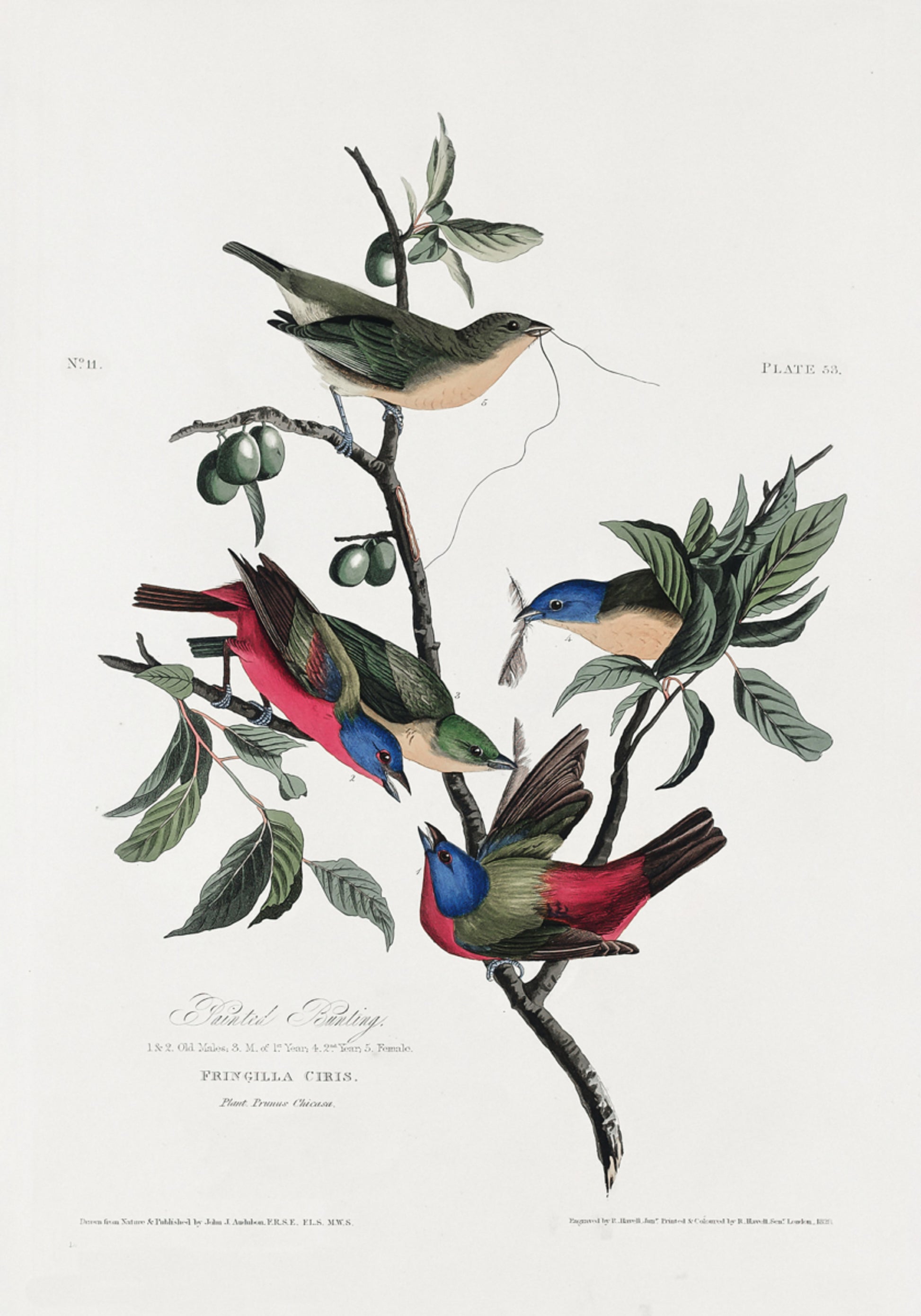 Pinzón pintado de Birds of America (1827)