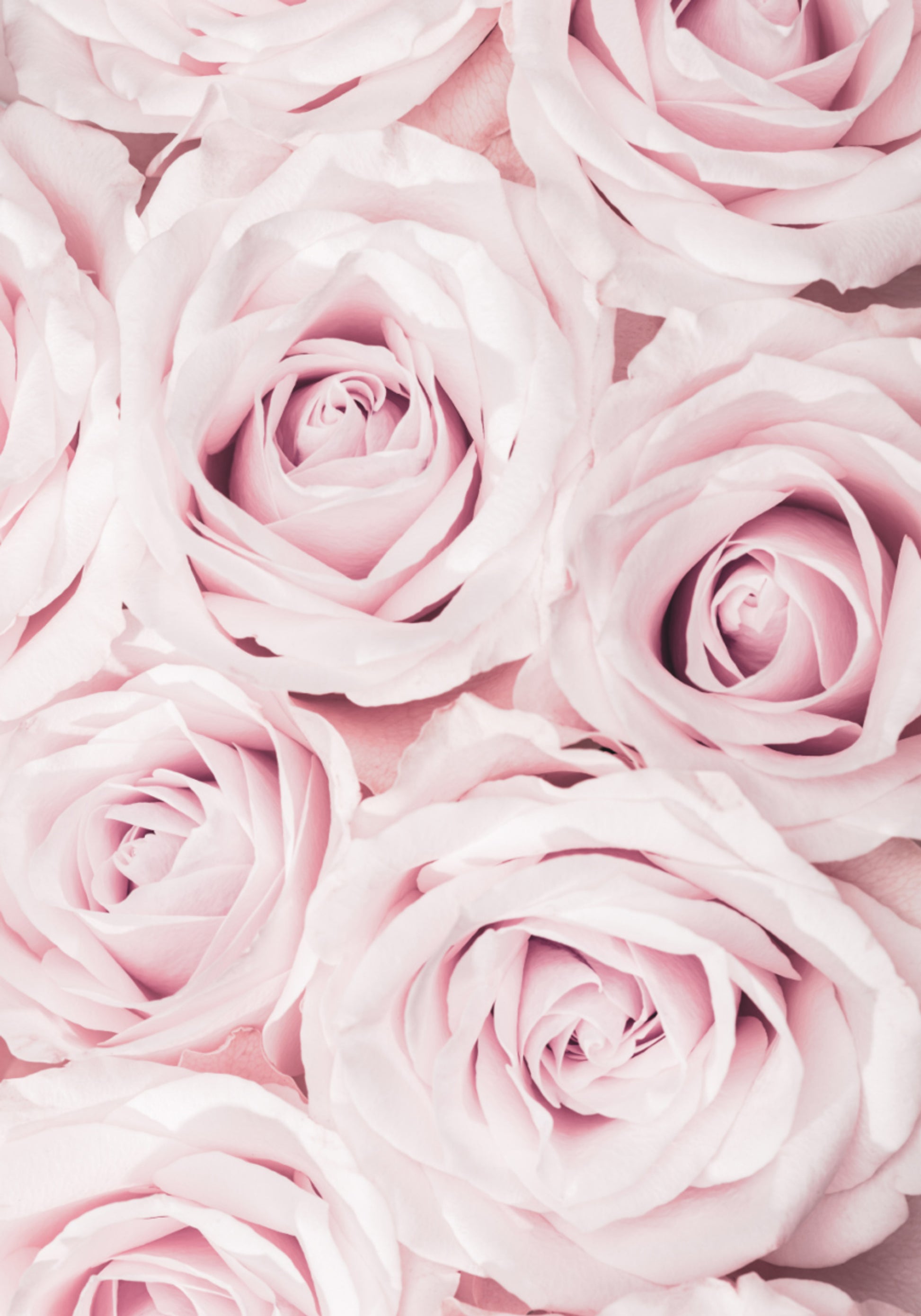 Rosas rosadas suaves