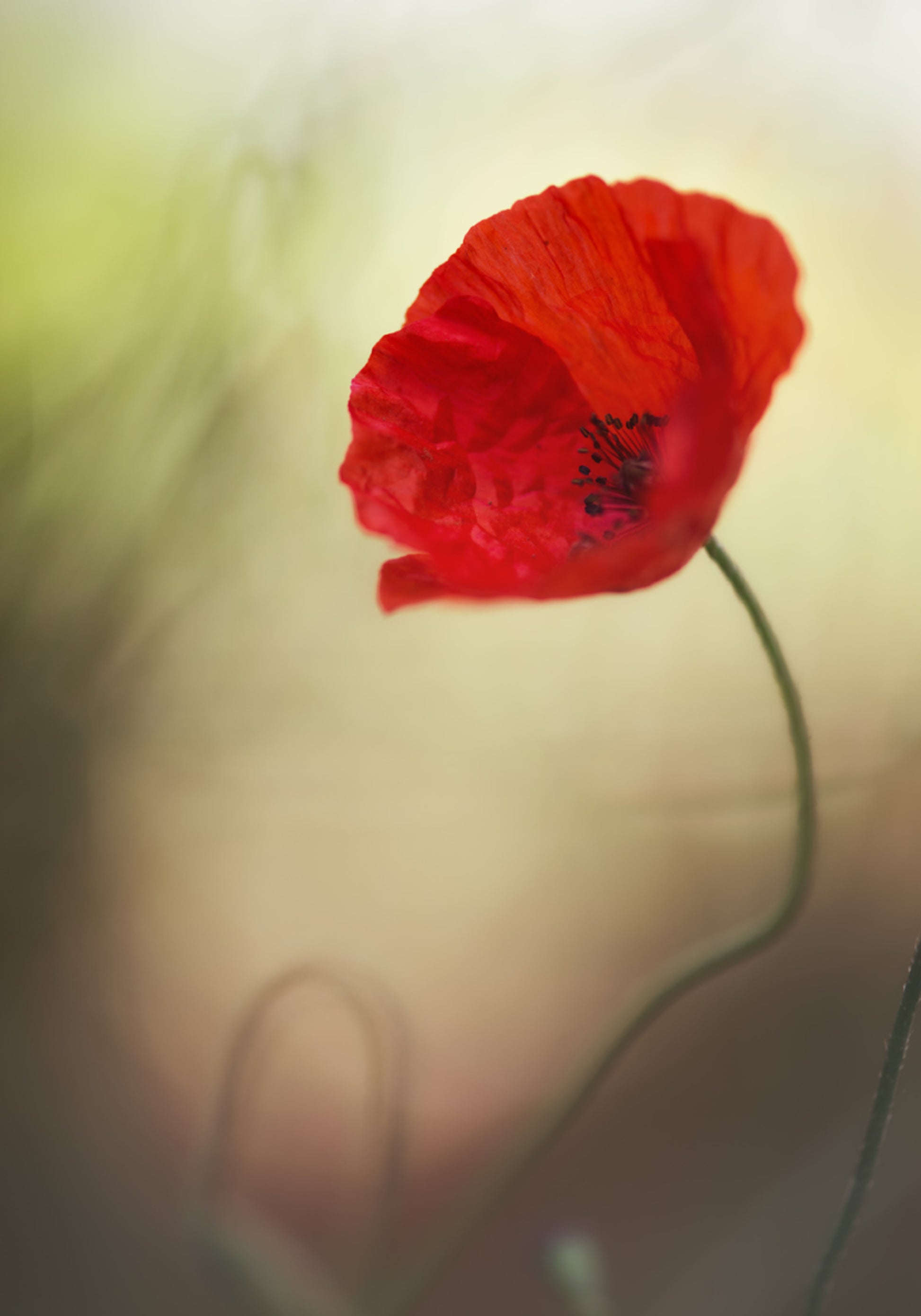Amapola roja vibrante
