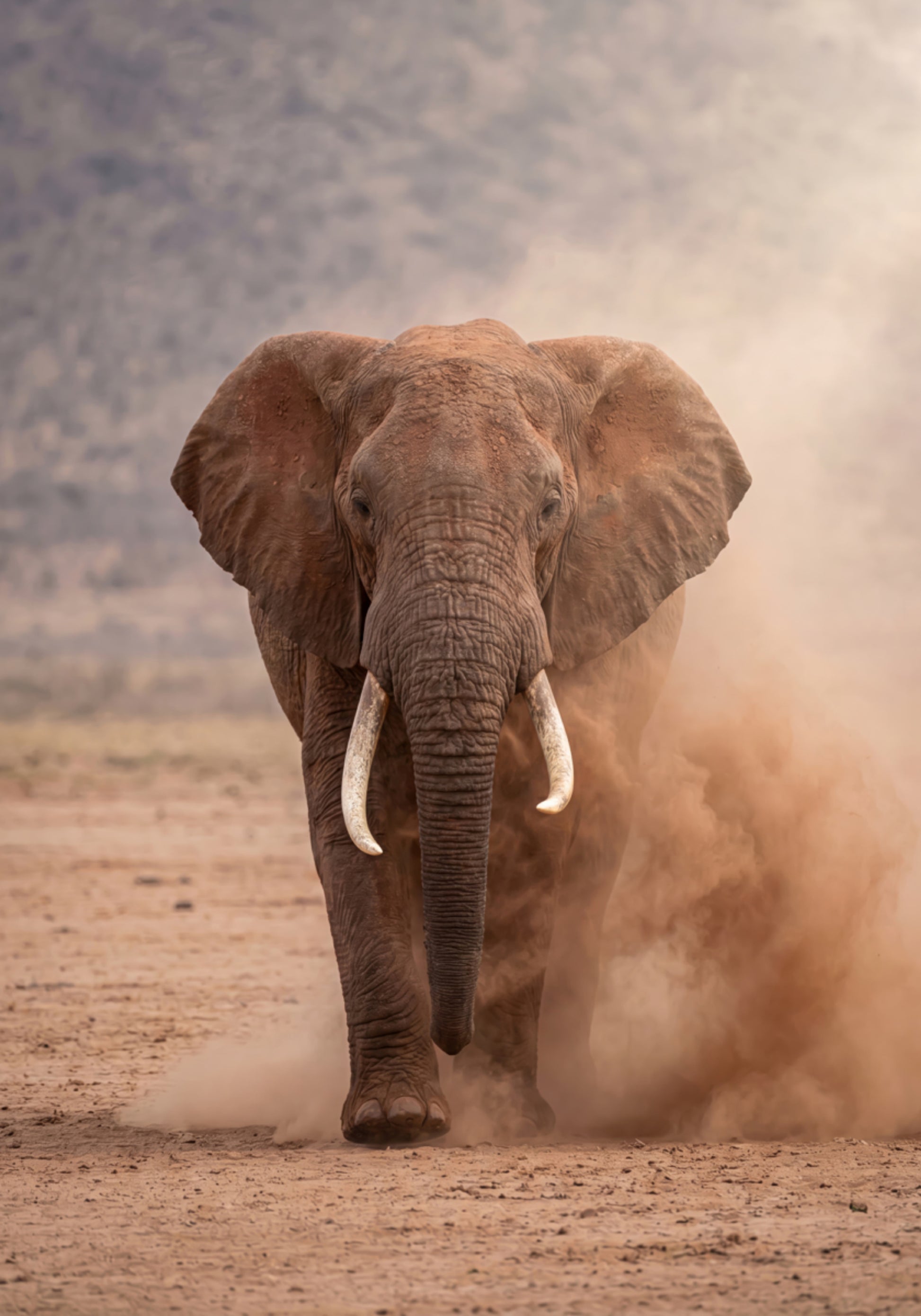 Poderoso elefante polvoriento