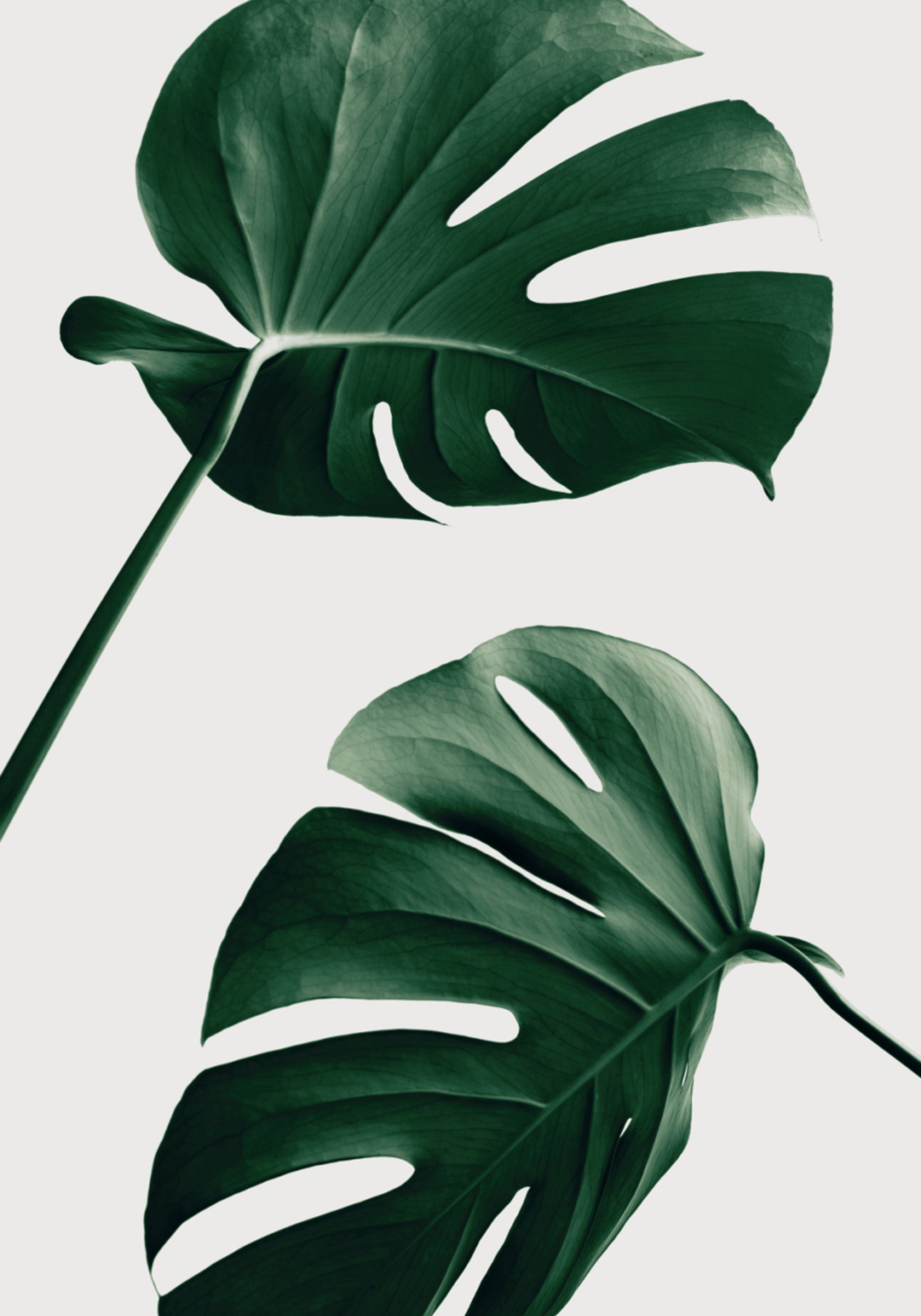 Hojas tropicales de monstera
