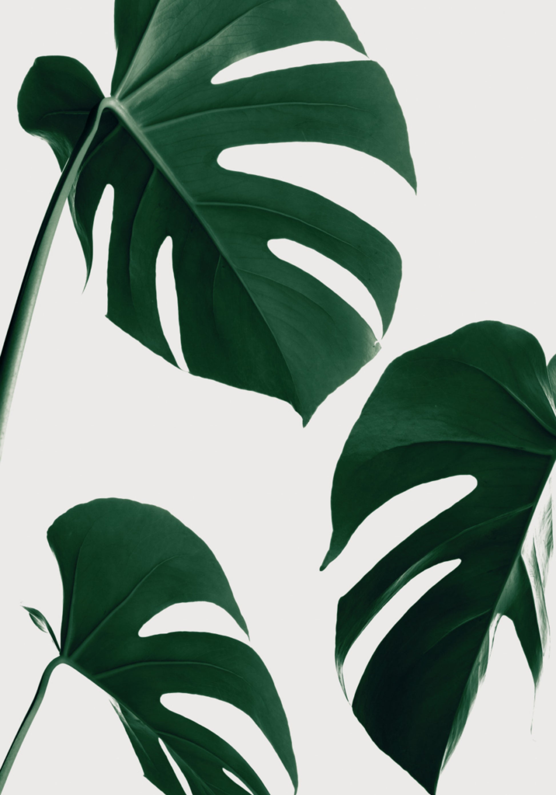 Hojas verdes frescas de monstera